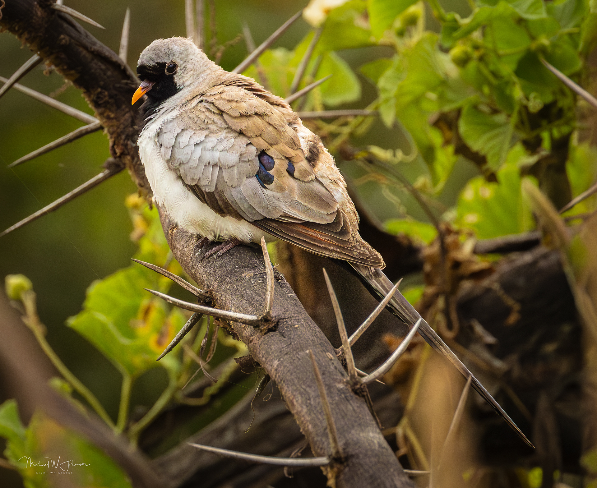 Namaqua Dove