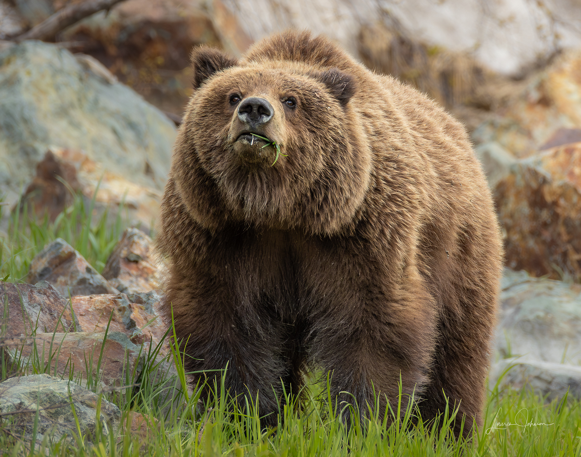 Brown Bear - Monster Sow