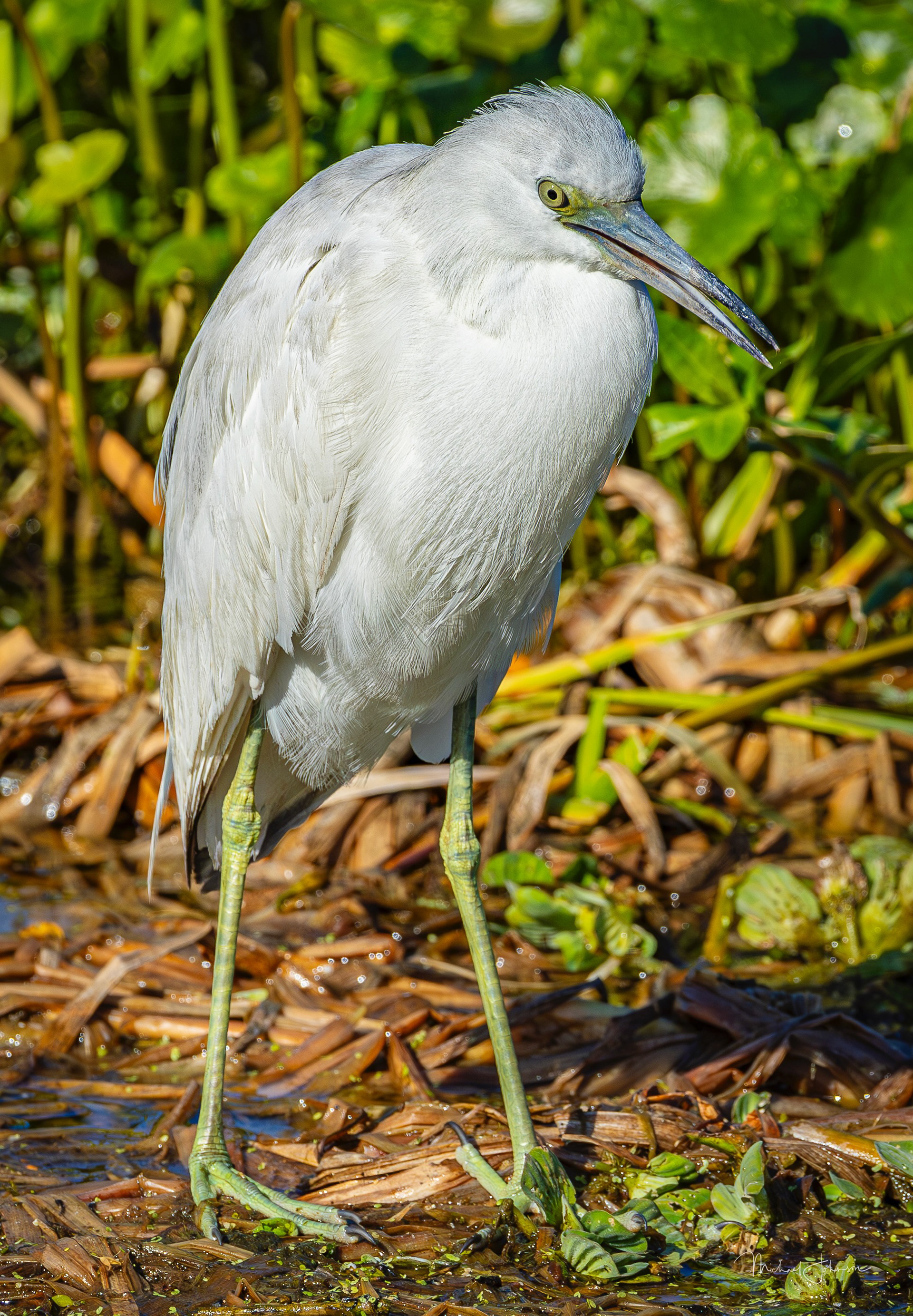 Little Blue Heron