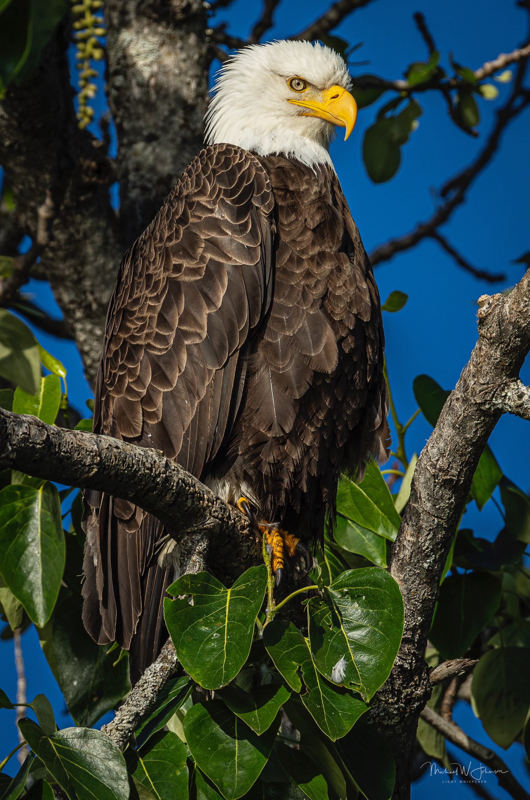 Bald Eagle