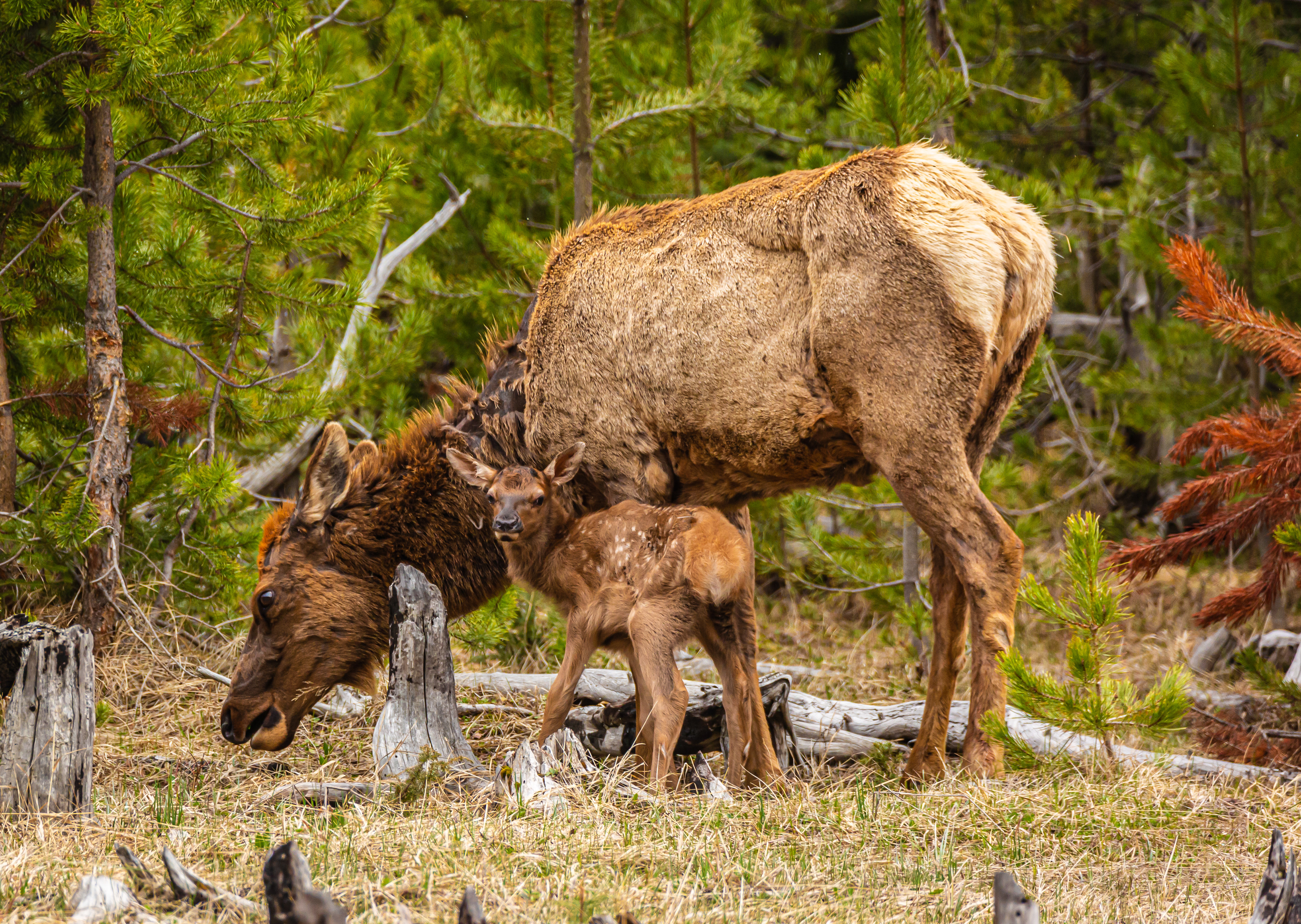 Elk