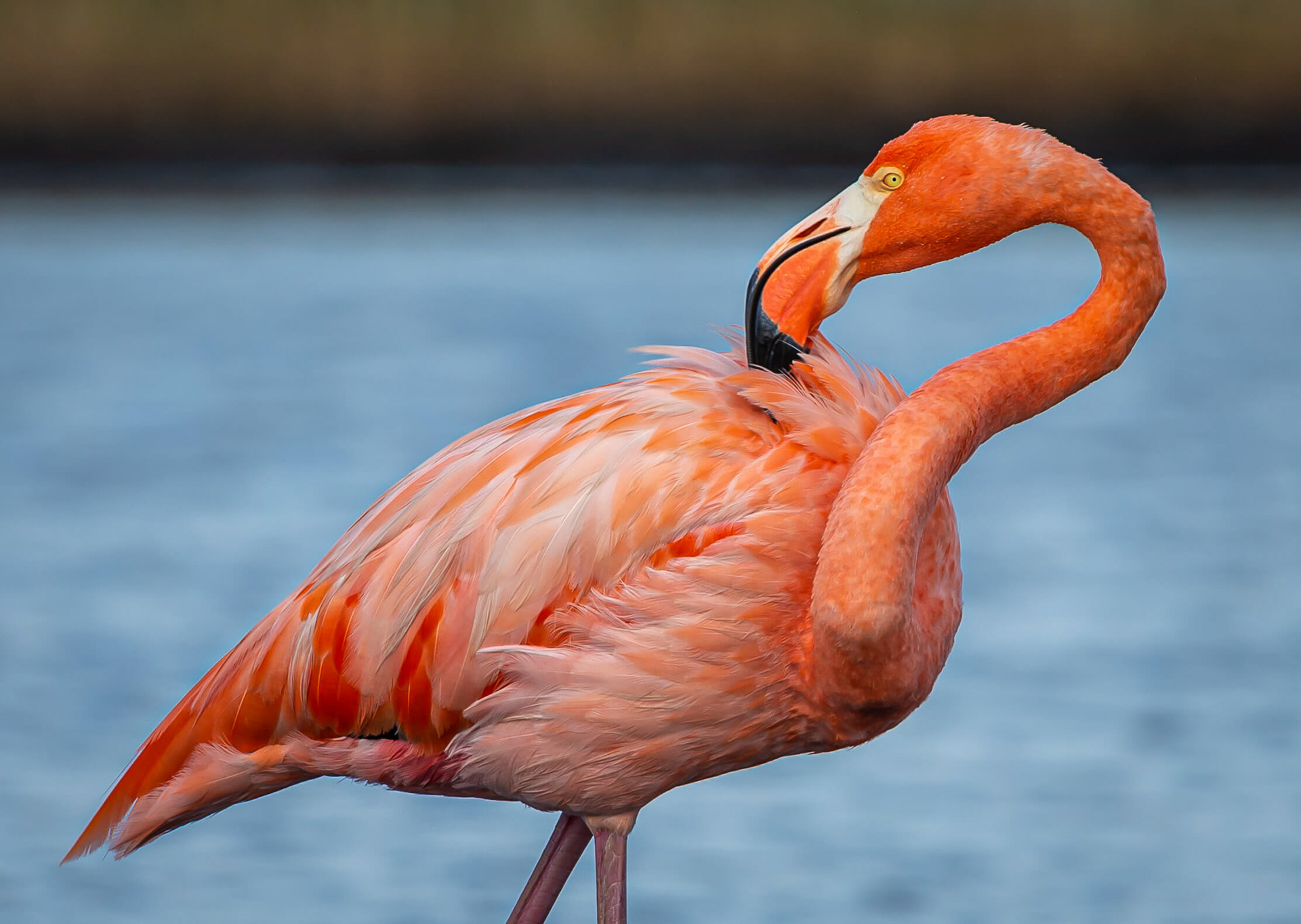 American Flamingo