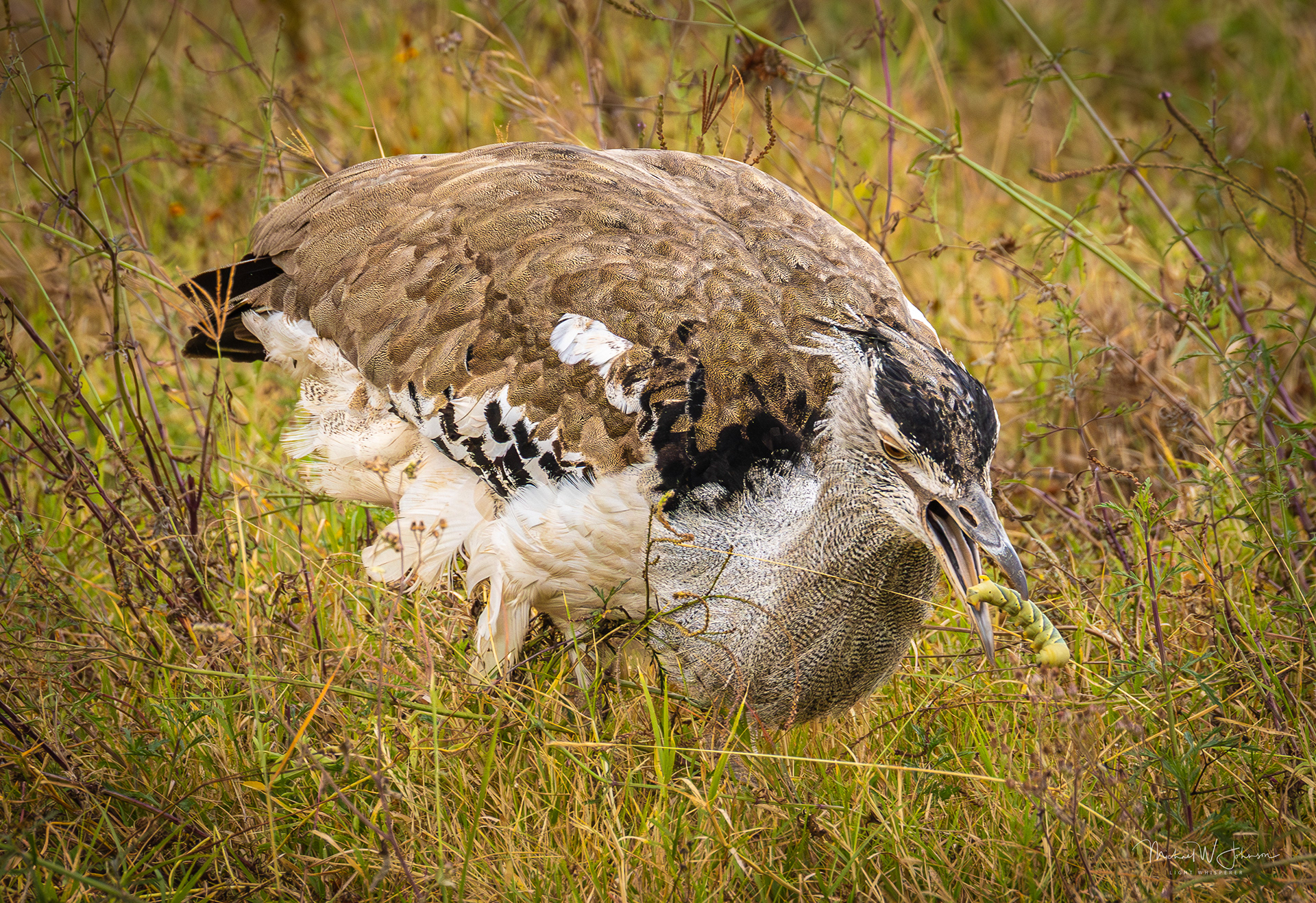 Kori Bustard
