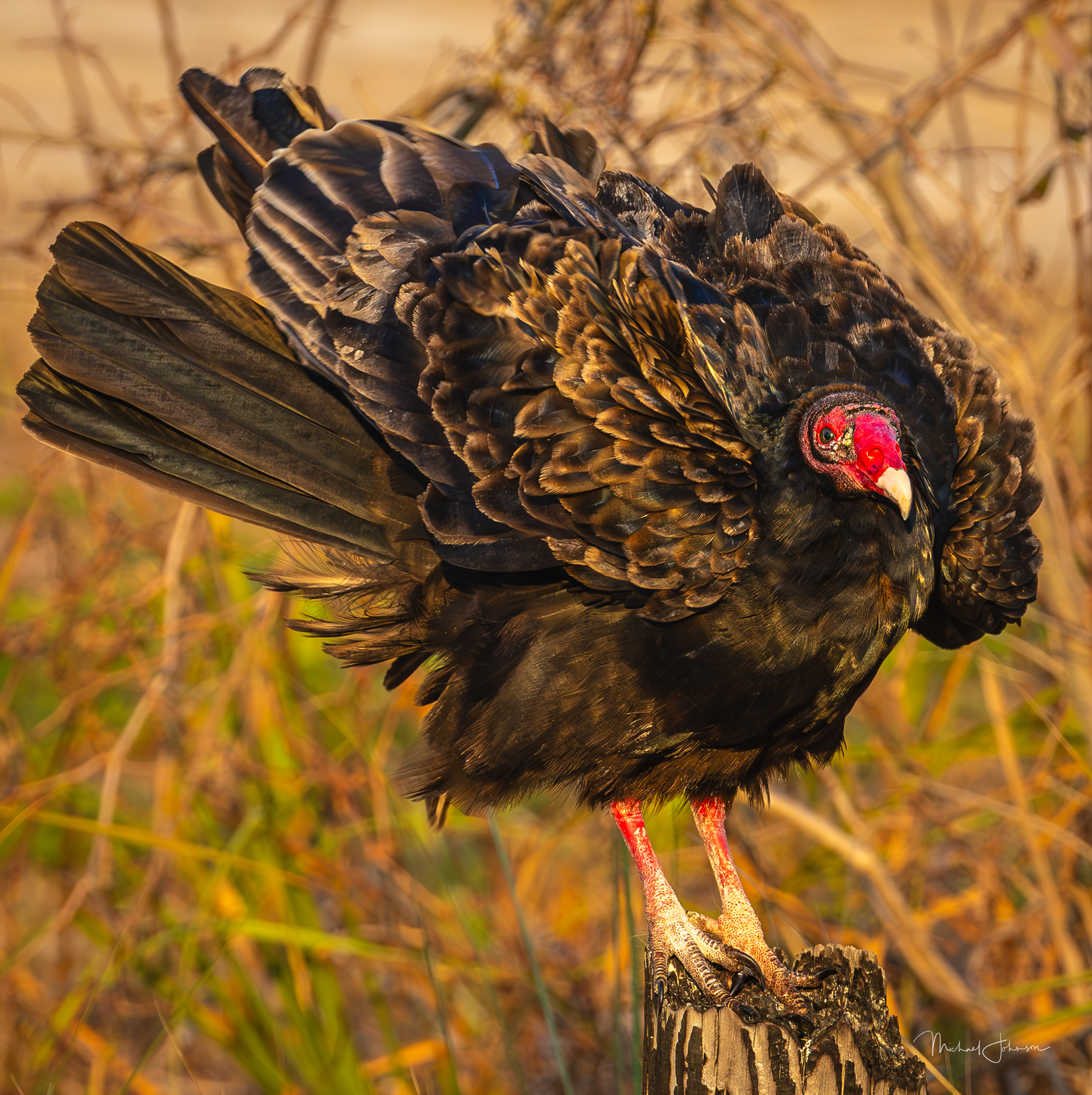 Turkey Vulture