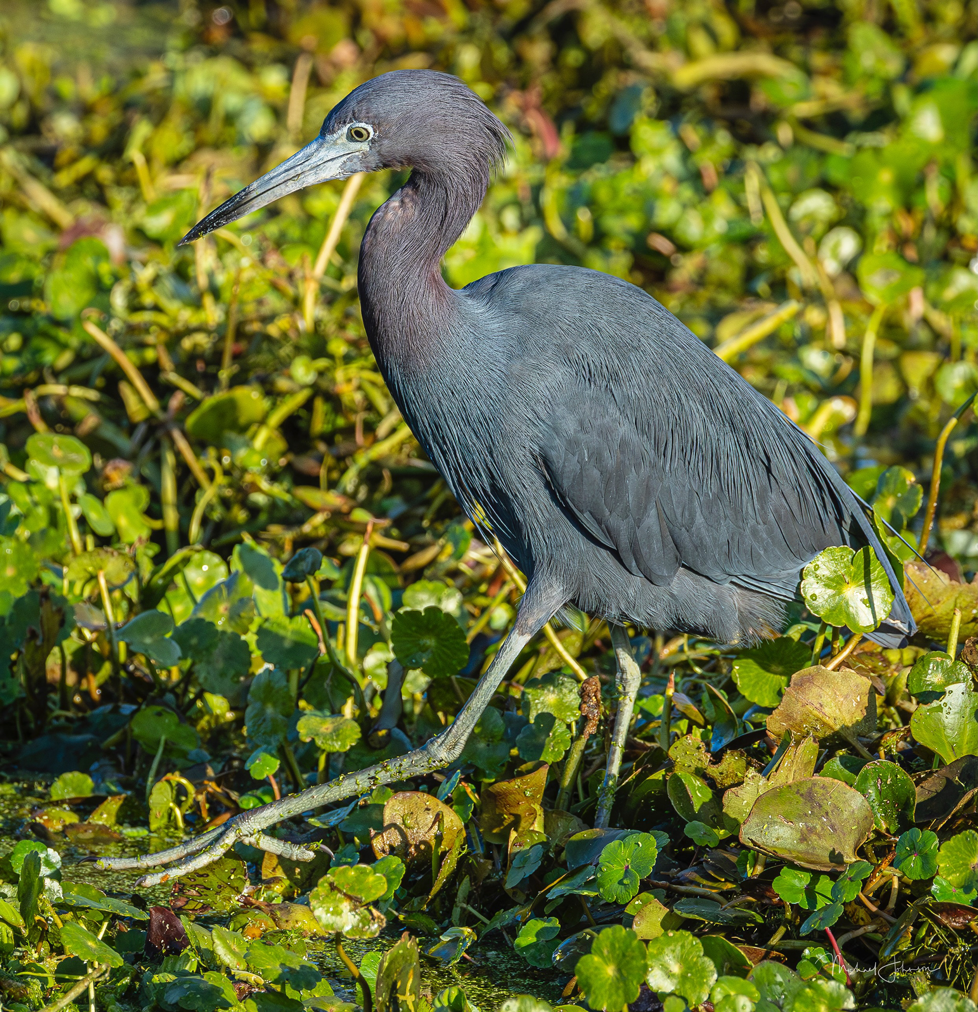 Little Blue Heron