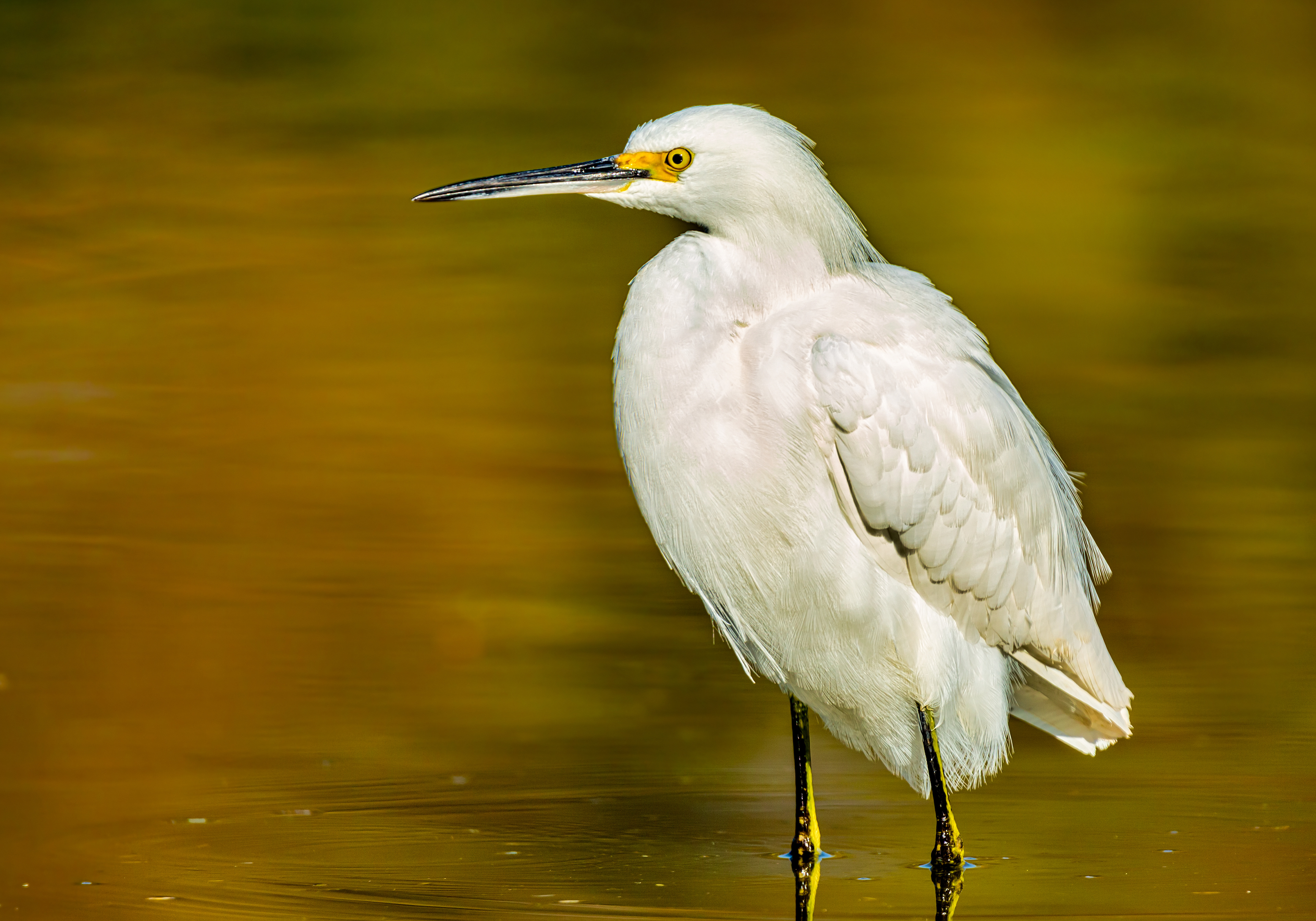 Snowy Egret