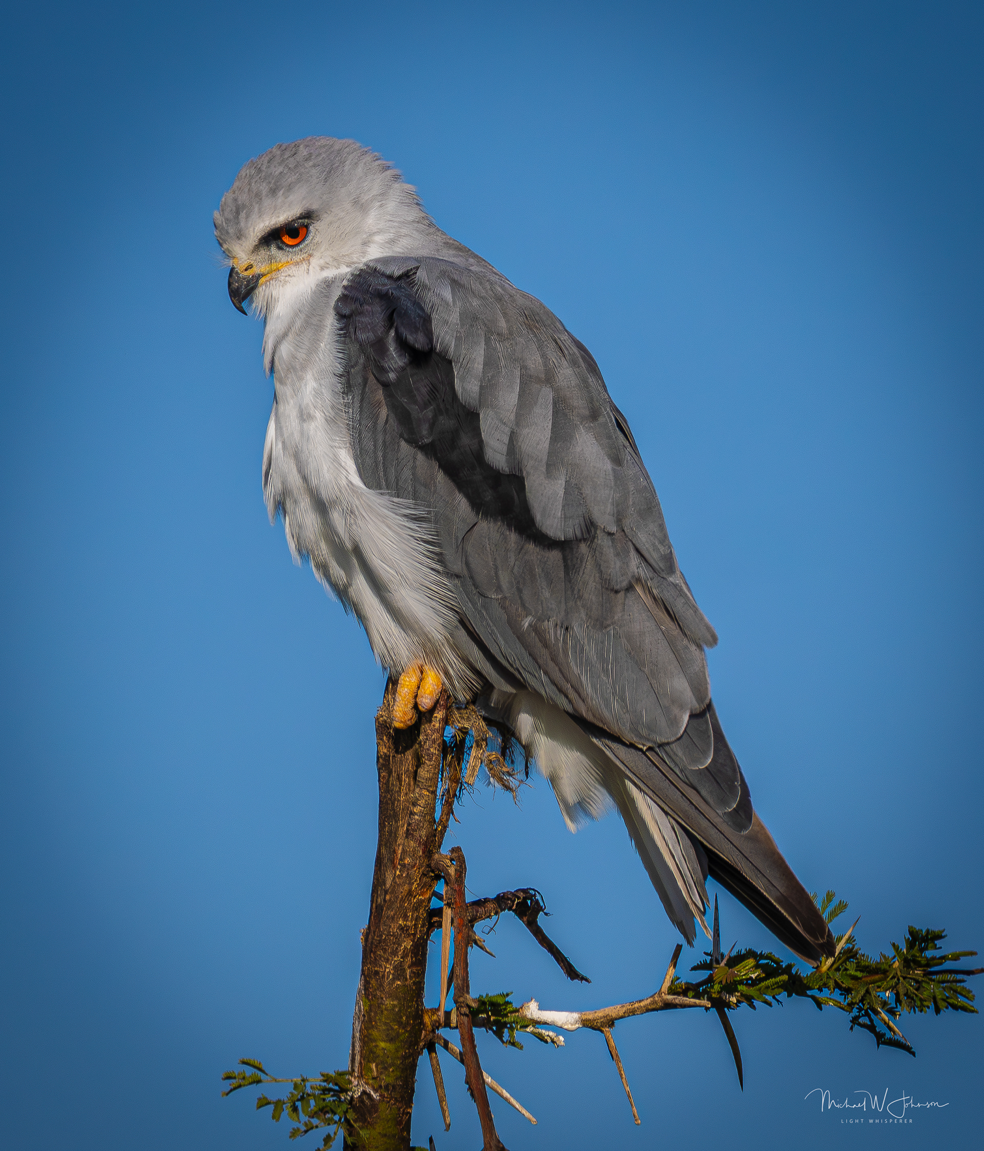 Black-winged Kite