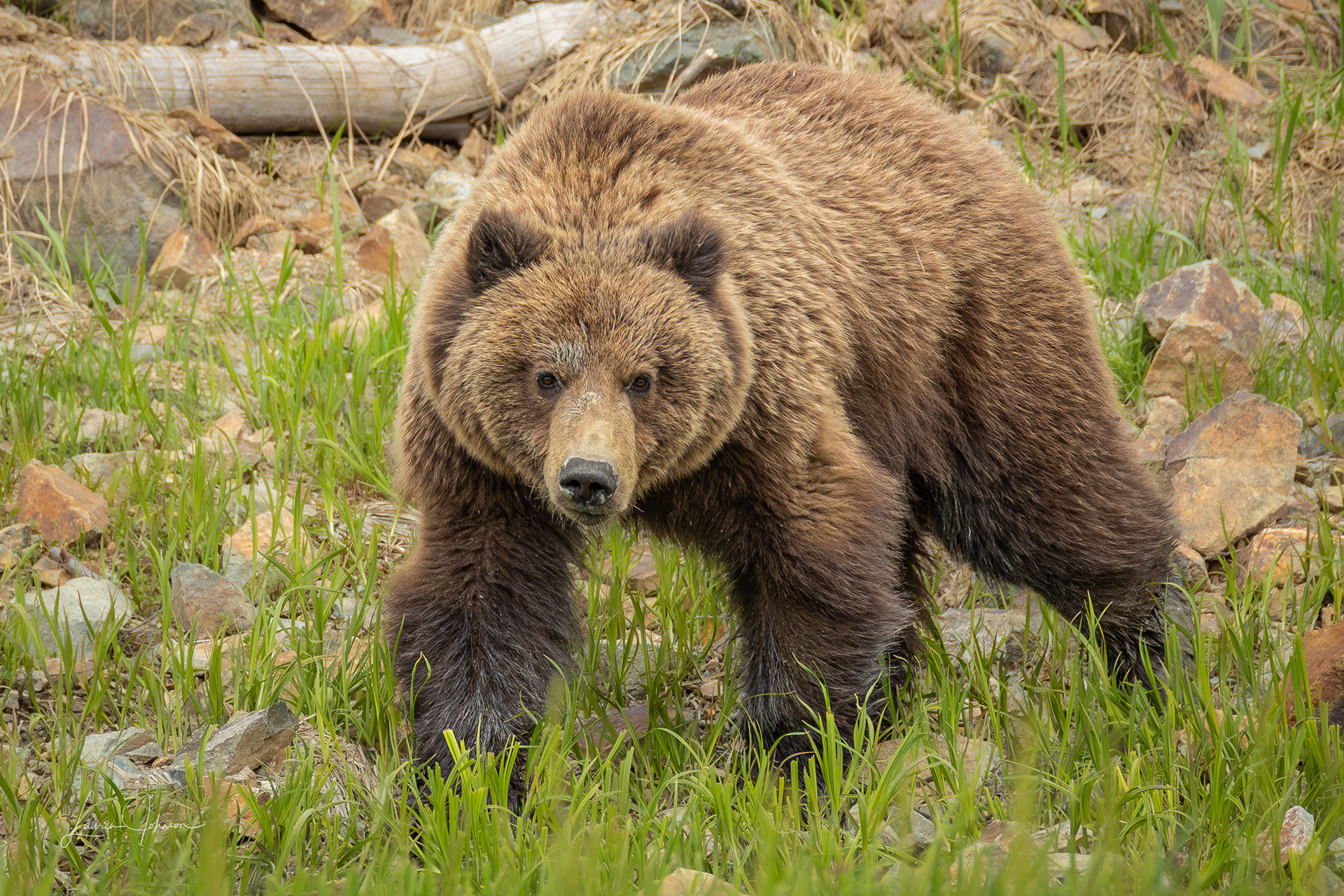 Brown Bear - Monster Sow