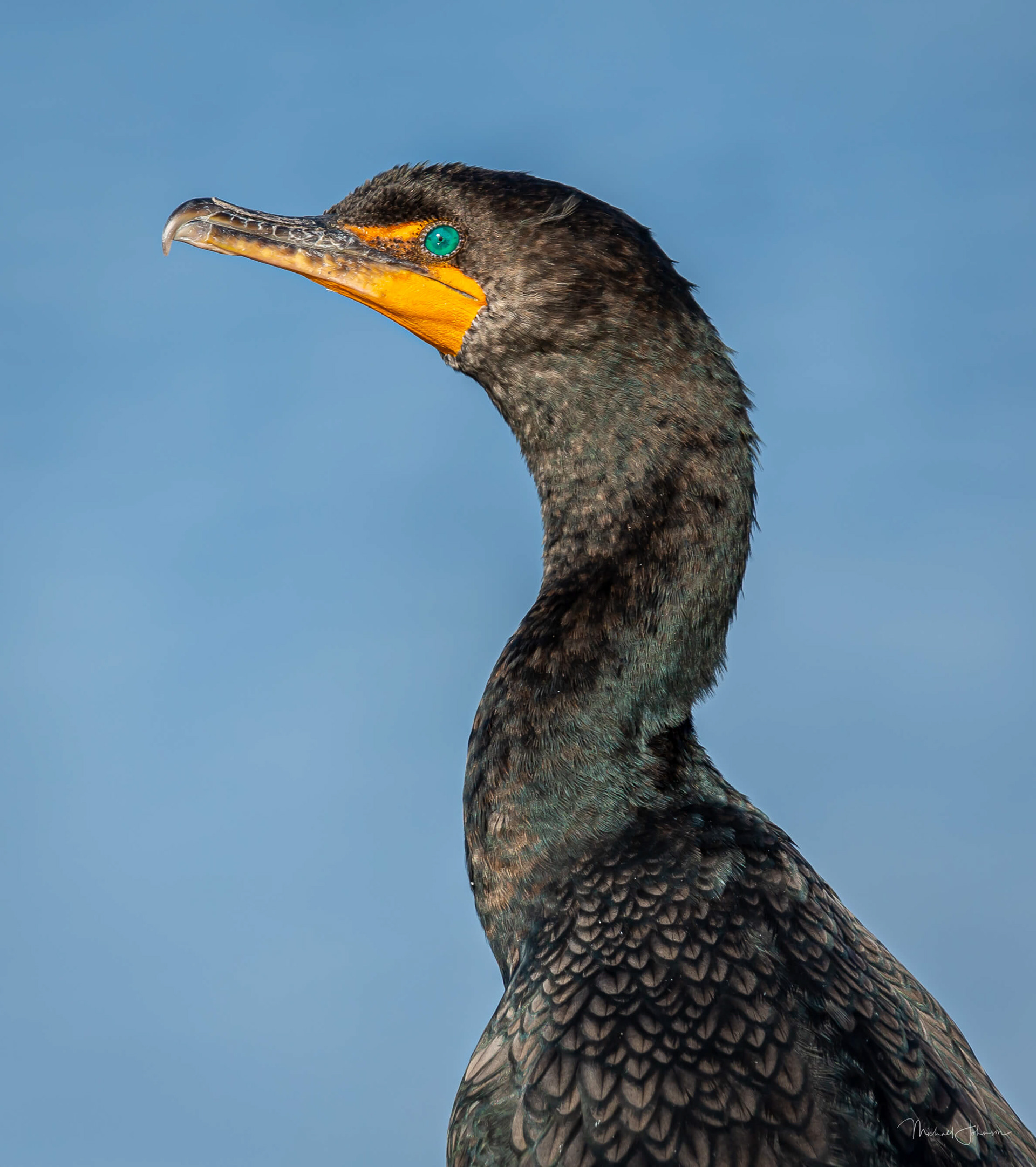 Double-Crested Cormorant