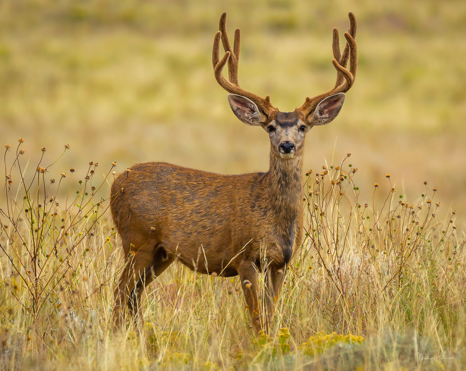Mule Deer