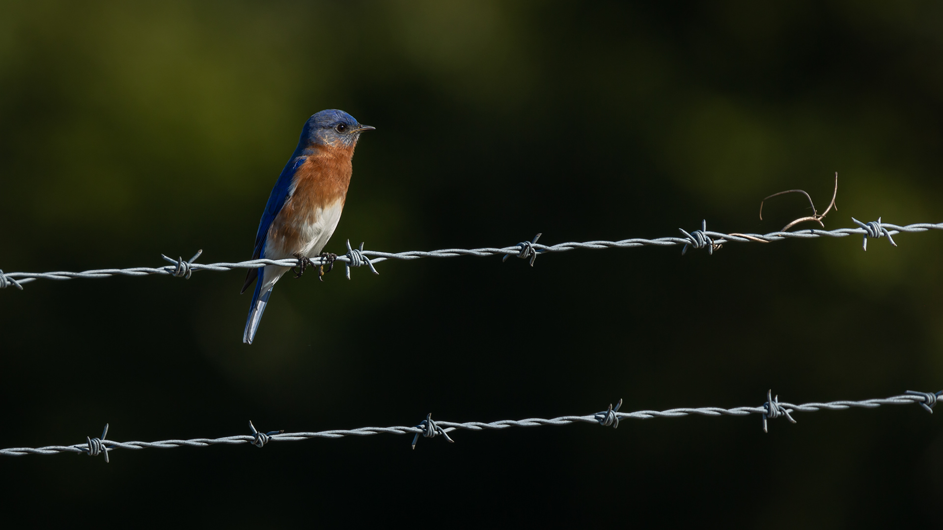 Eastern Bluebird