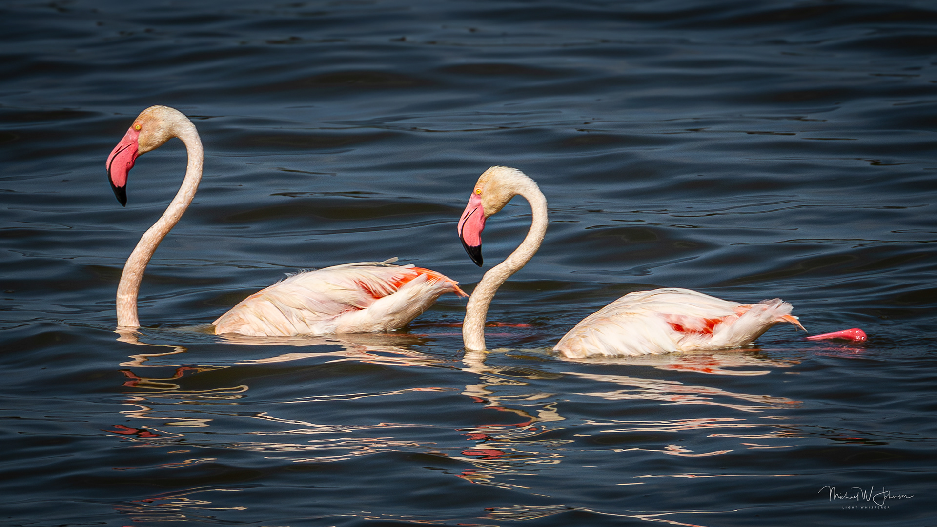 Greater Flamingoes