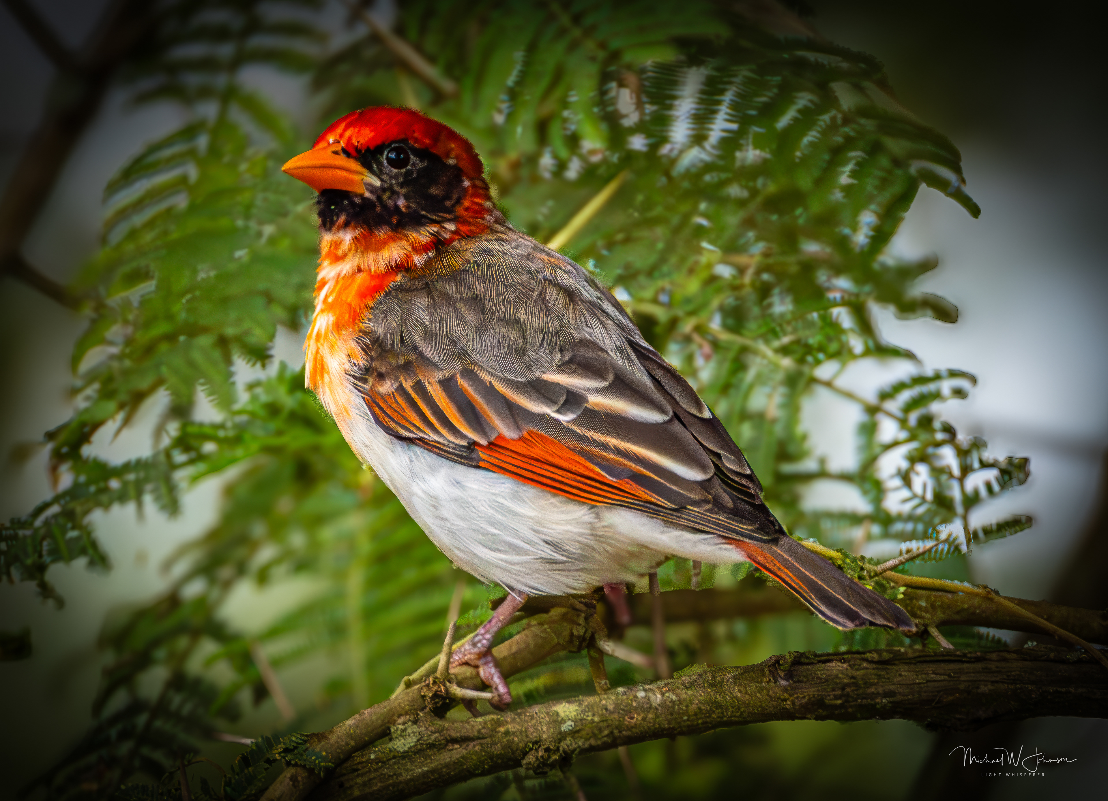 Red-headed Weaver