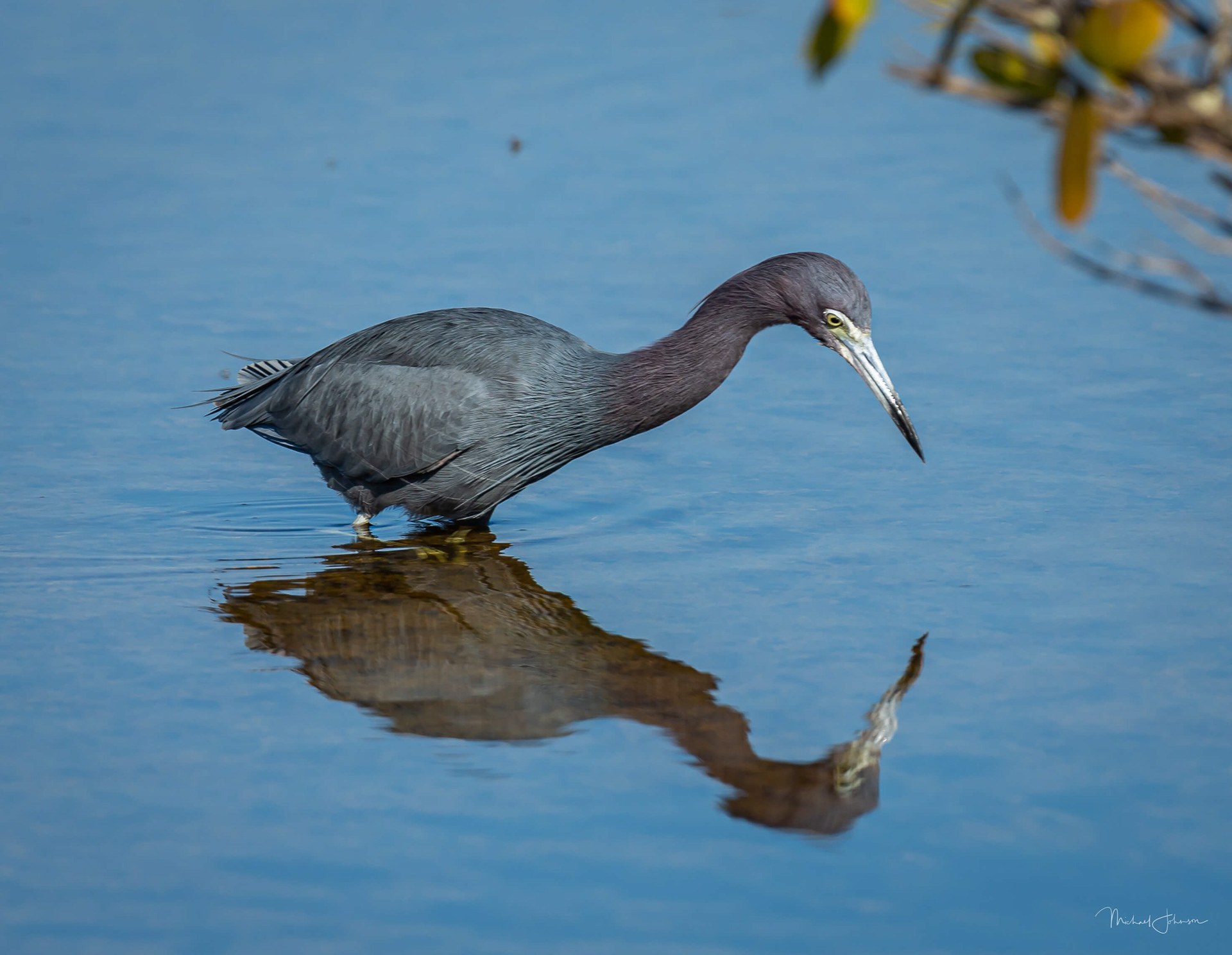 Little Blue Heron