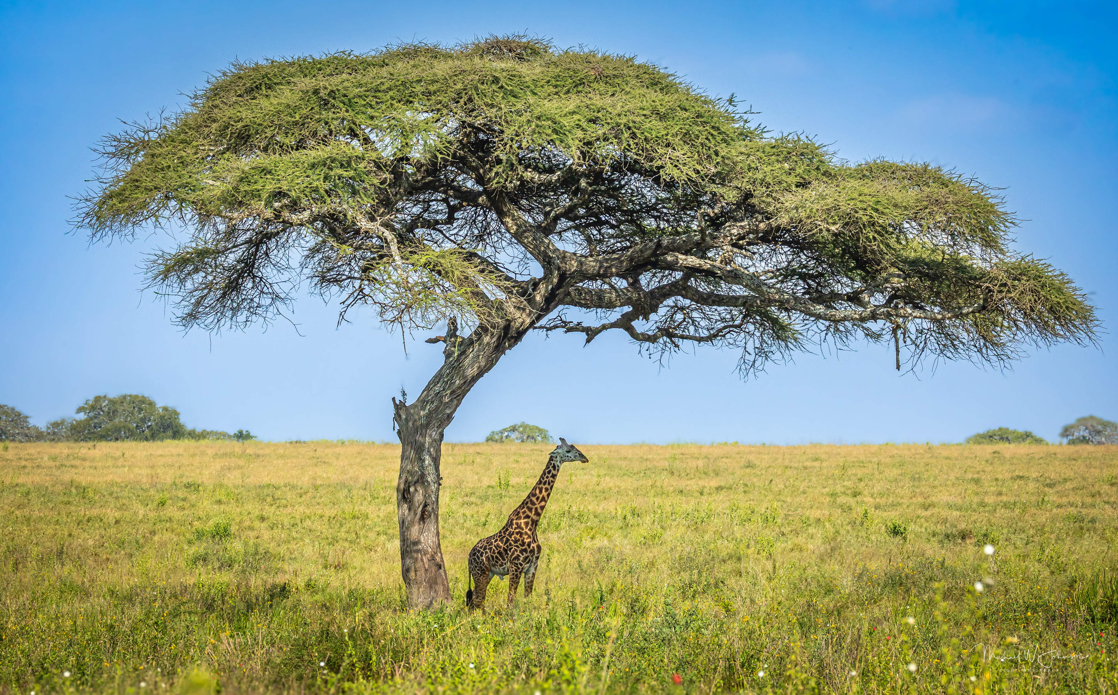 Acacia Tree with Giraffe