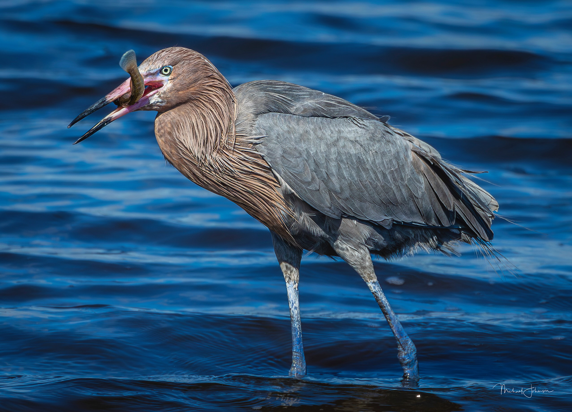 Reddish Egret