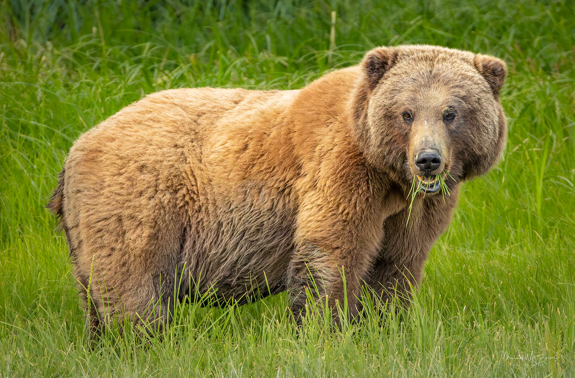 Brown Bear - Big Sow