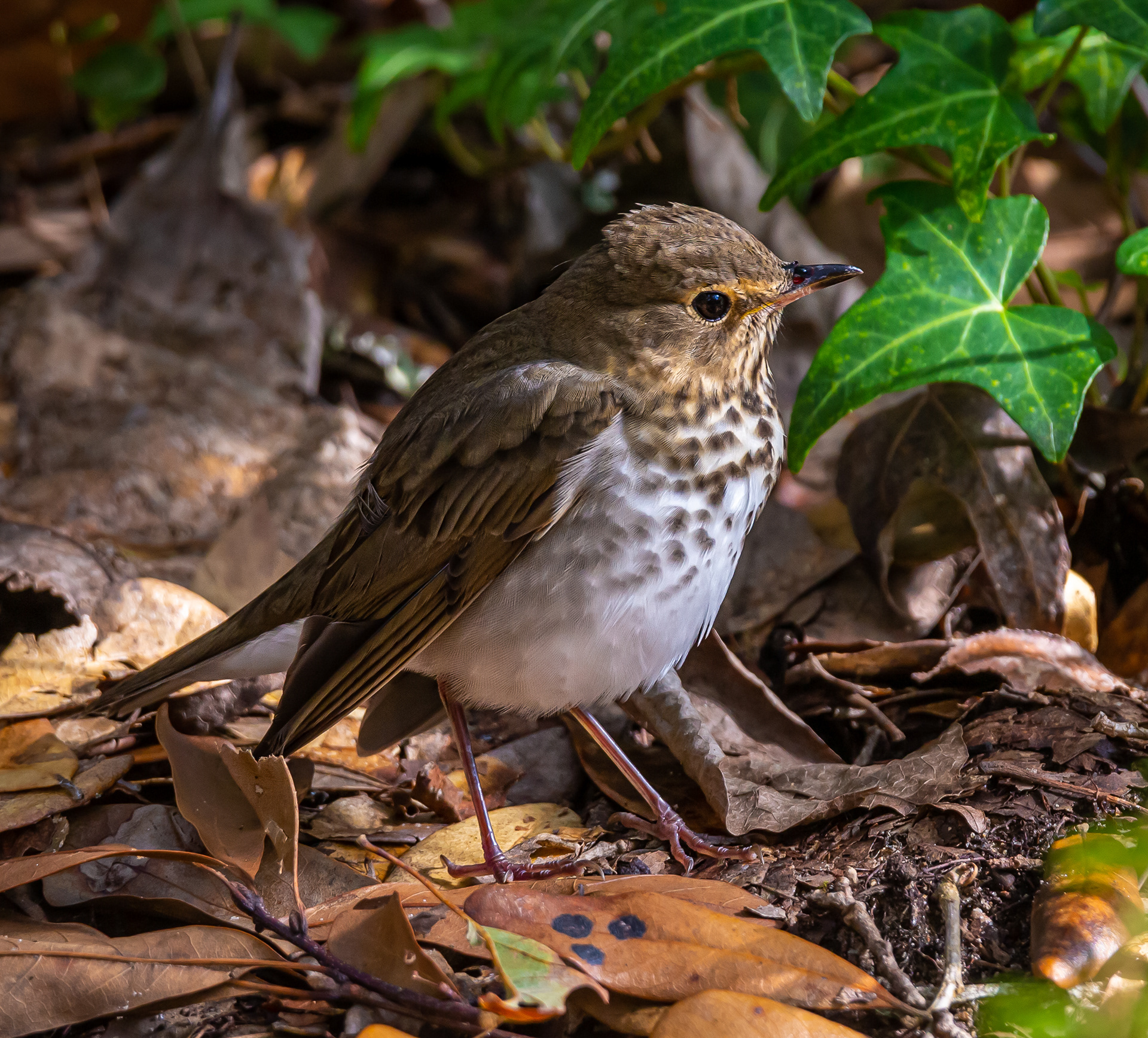 Swainson's Thrush