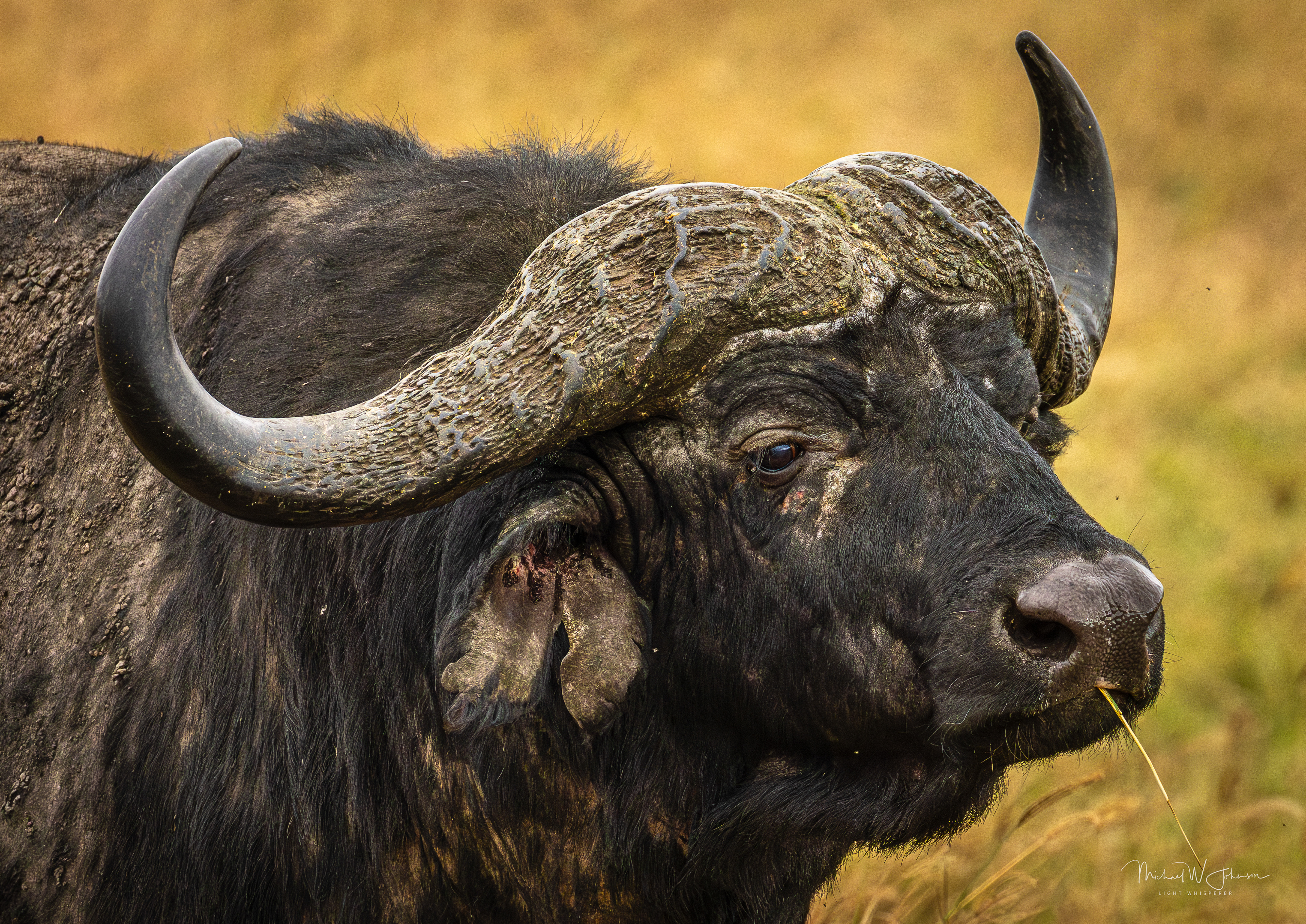 Cape Buffalo