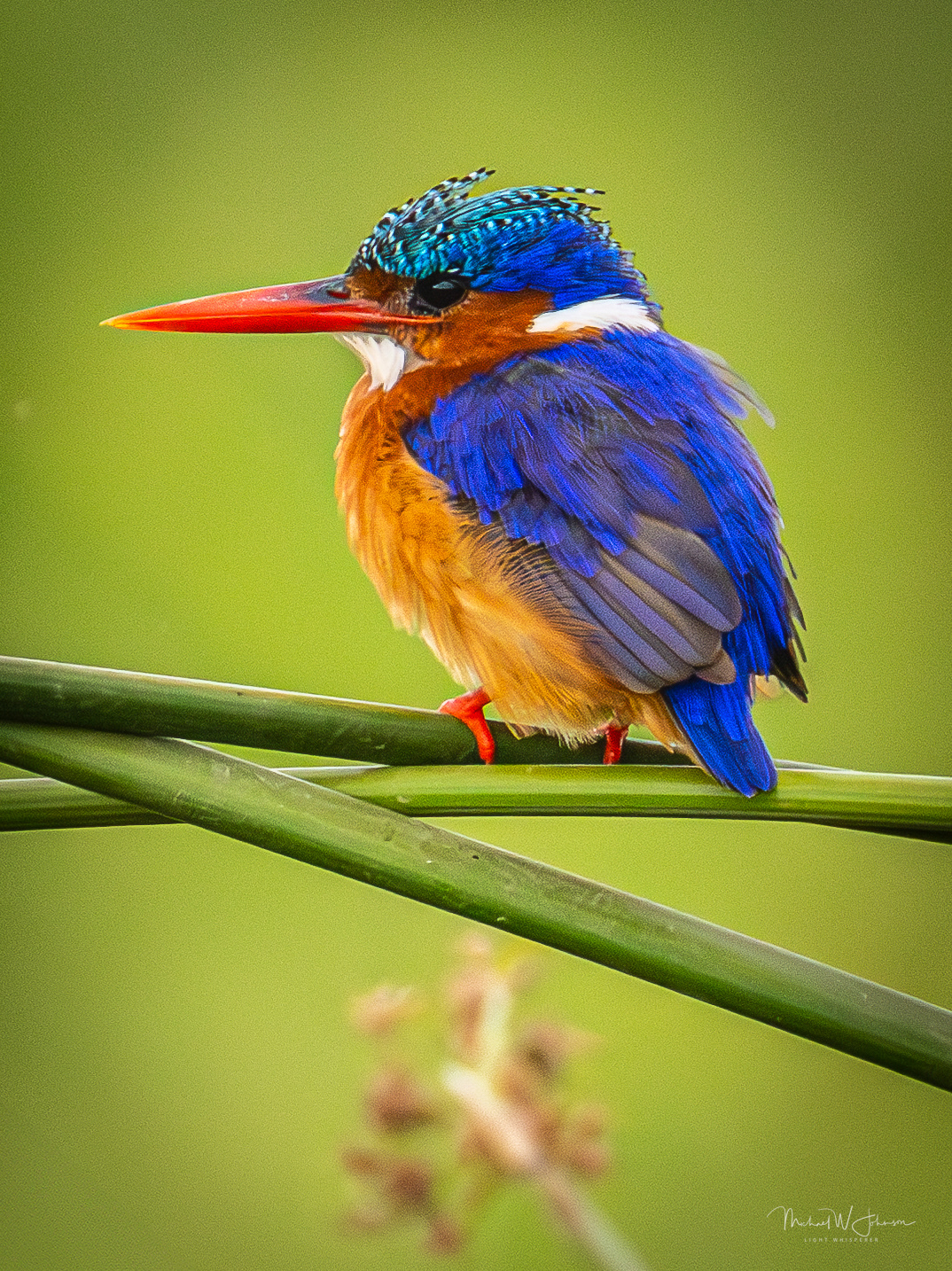Malachite Kingfisher