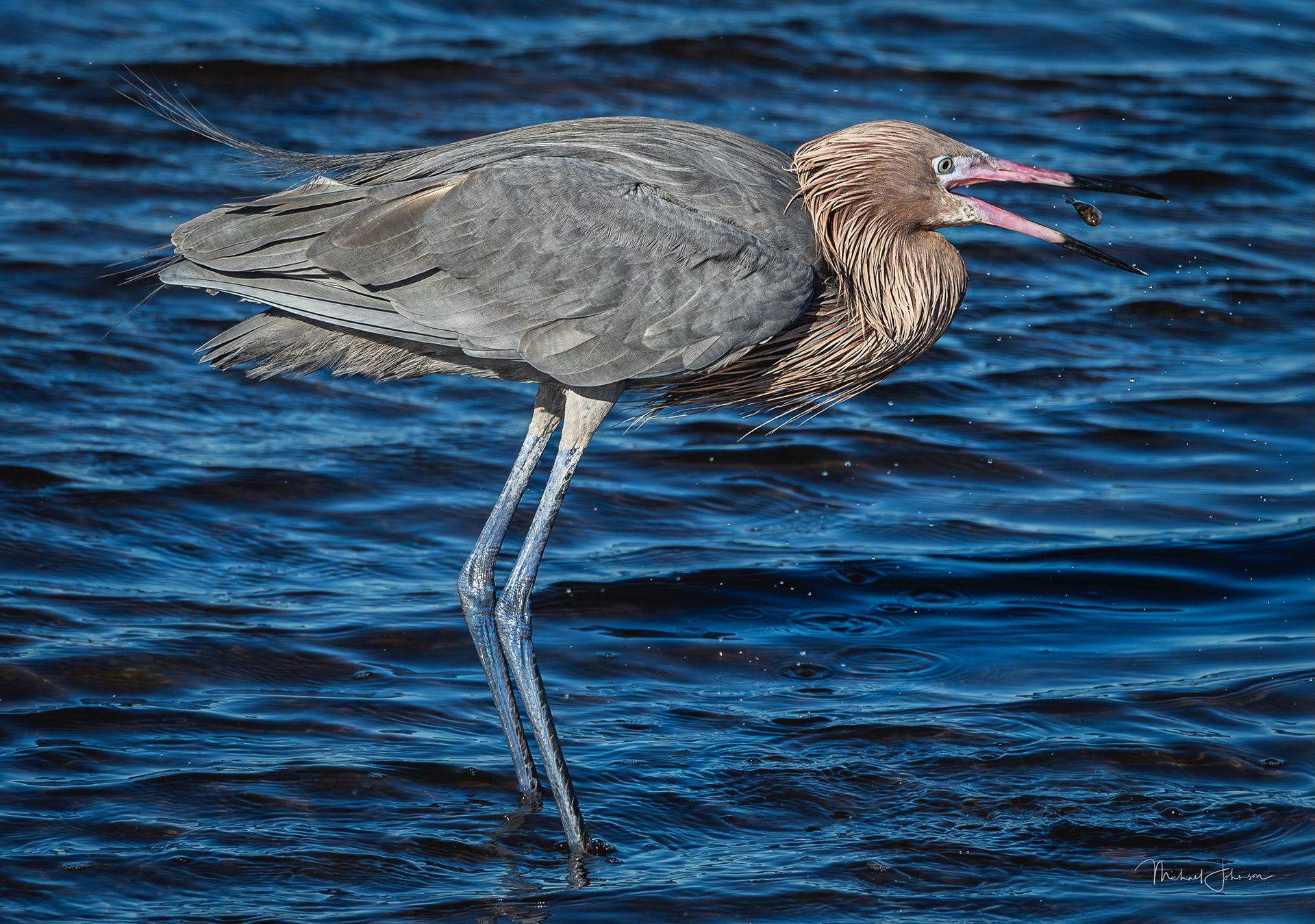 Reddish Egret