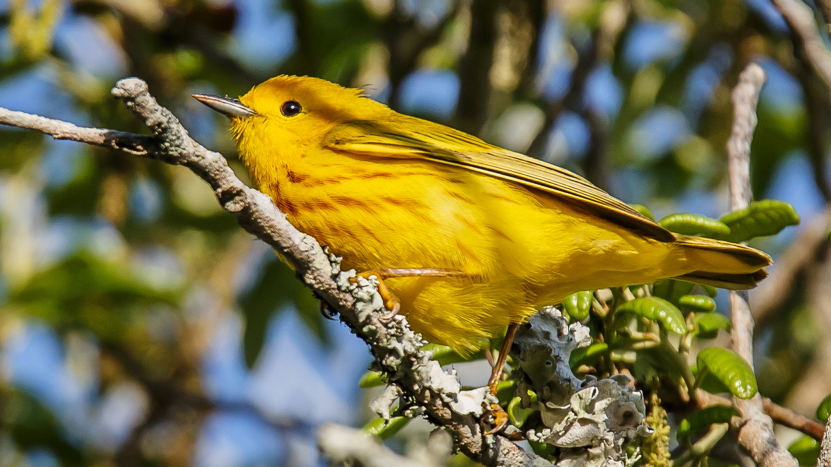 Yellow Warbler
