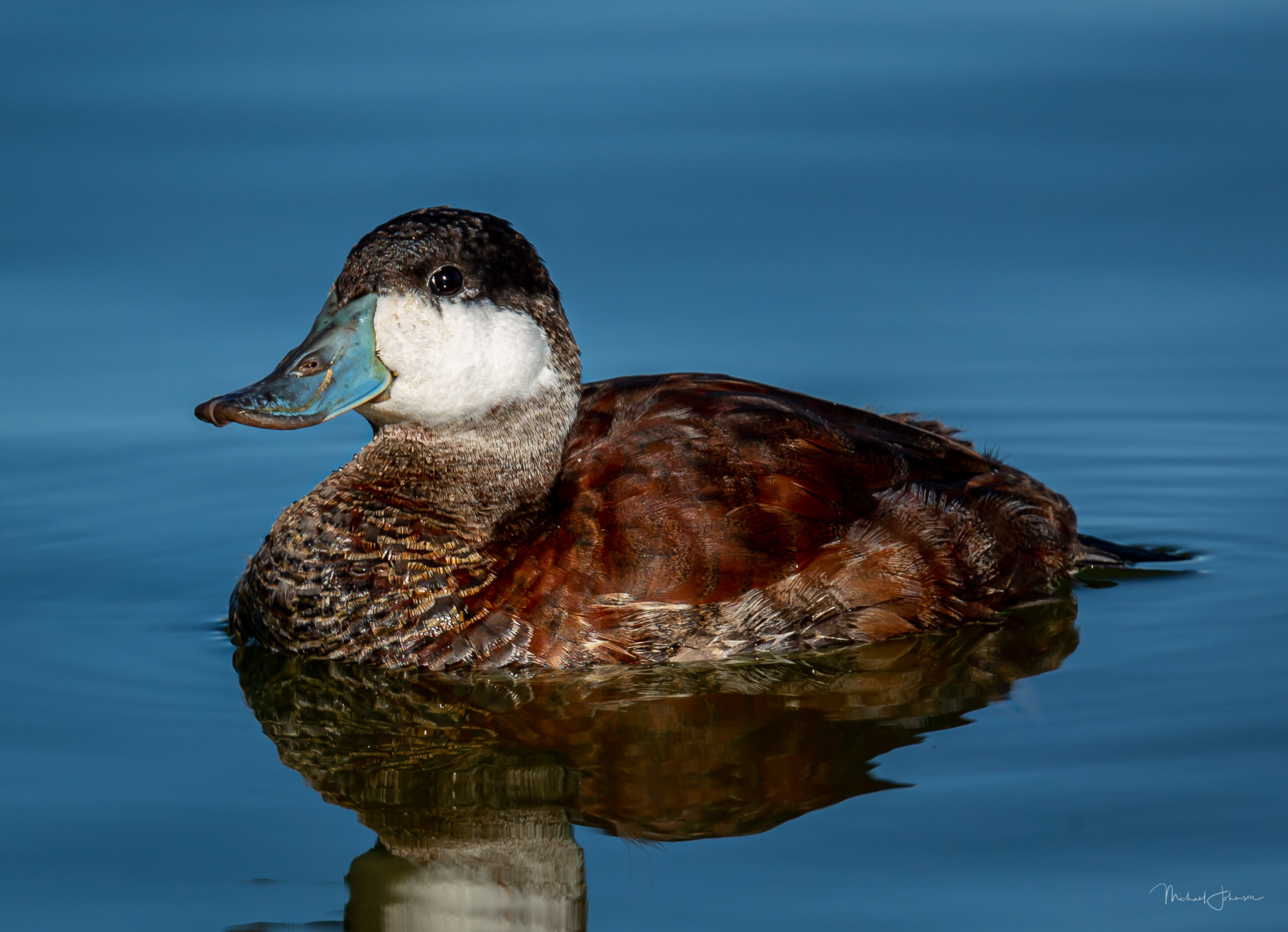 Ruddy Duck