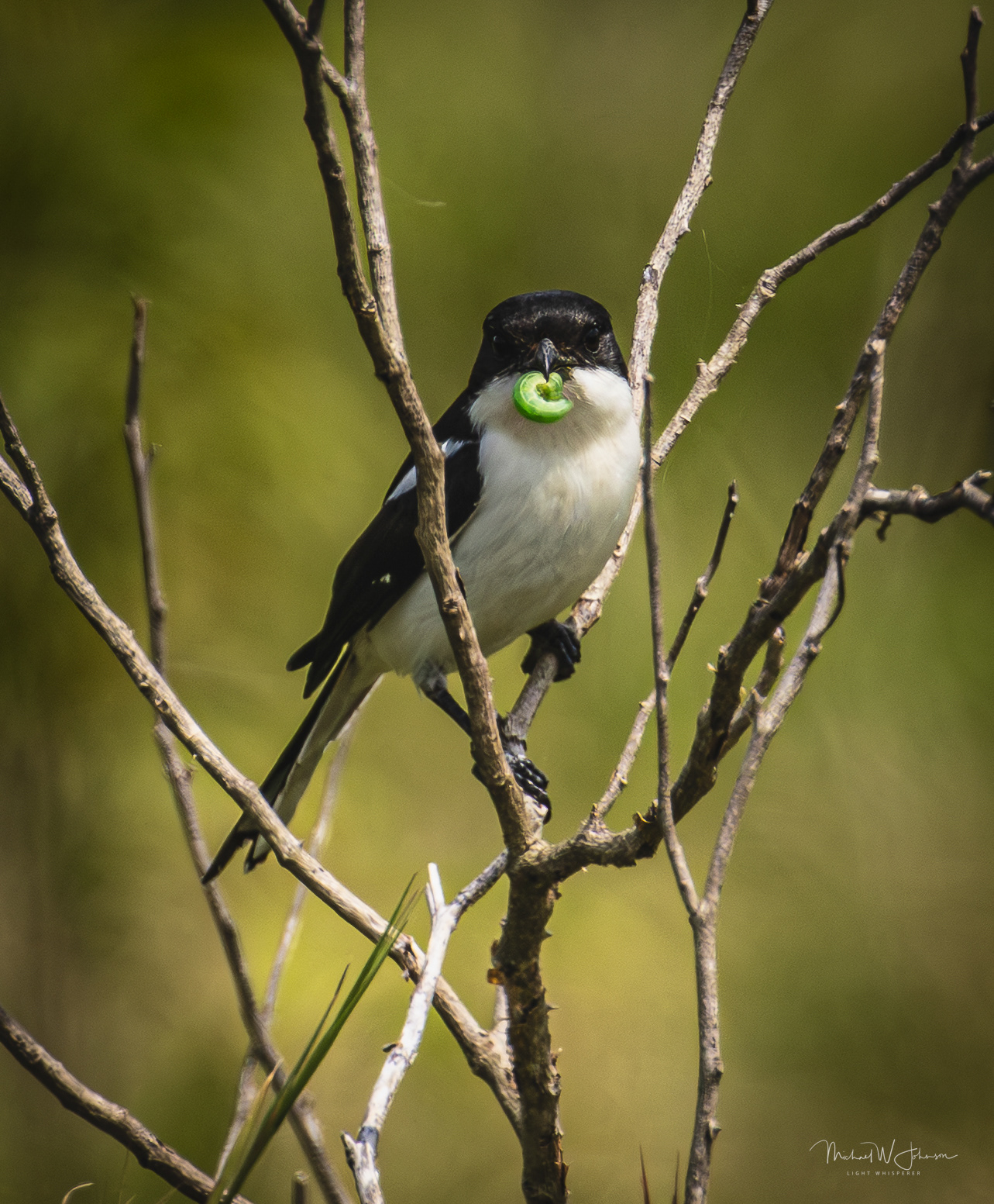 Long-tailed Fiscal