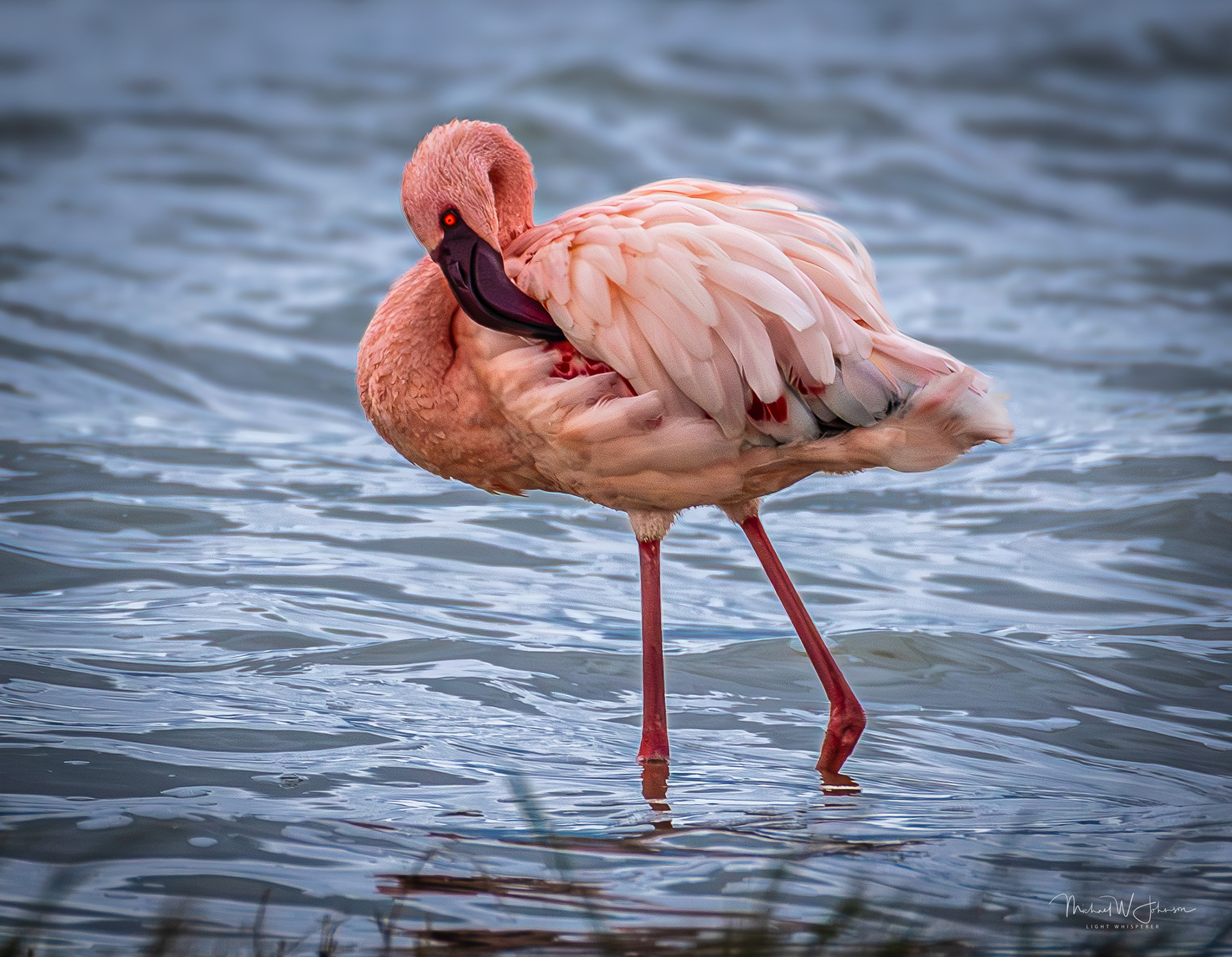 Lesser Flamingo