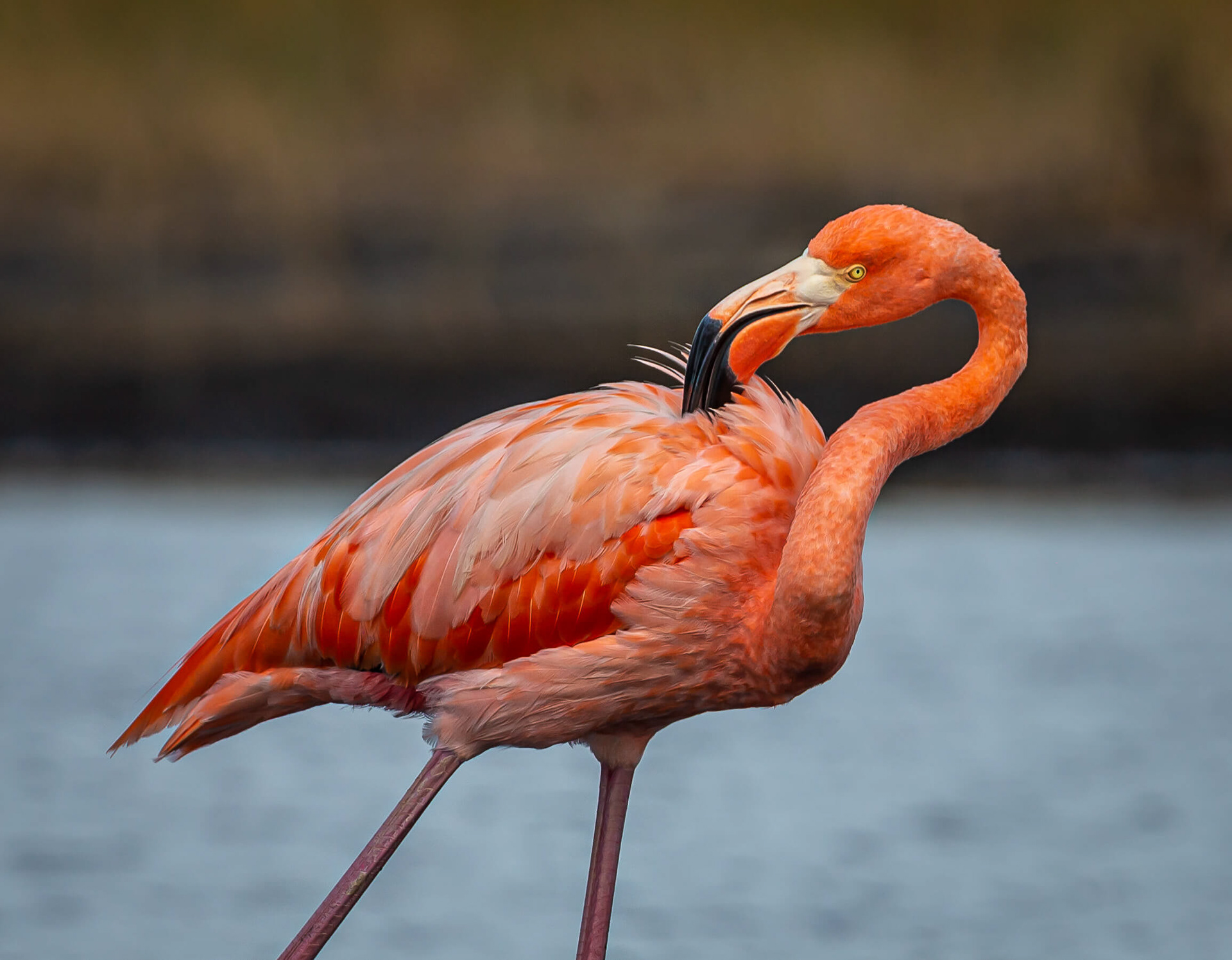 American Flamingo