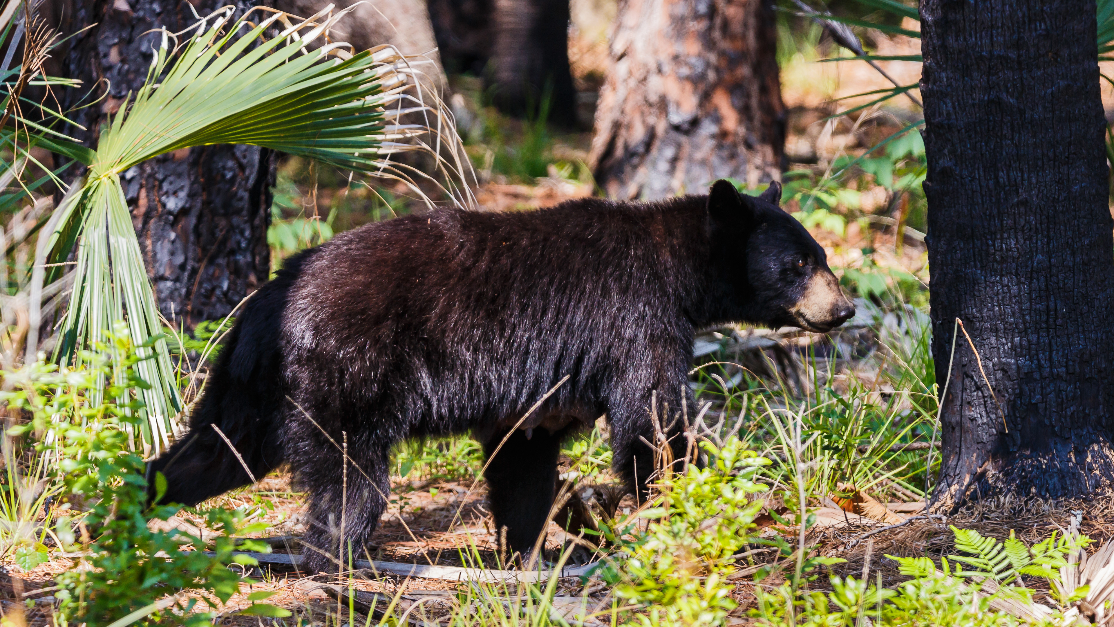 Florida Black Bear