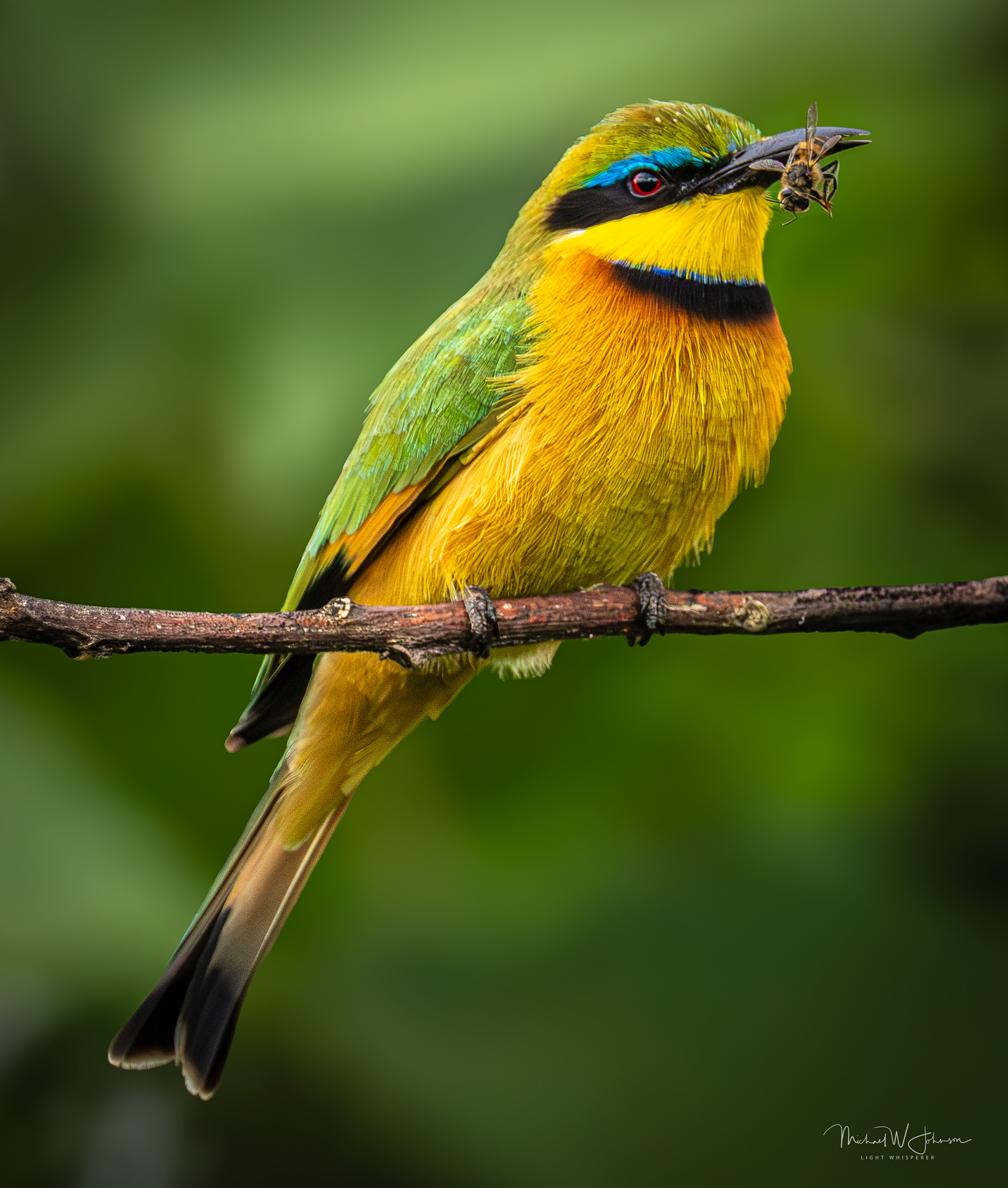 Little Bee-eater