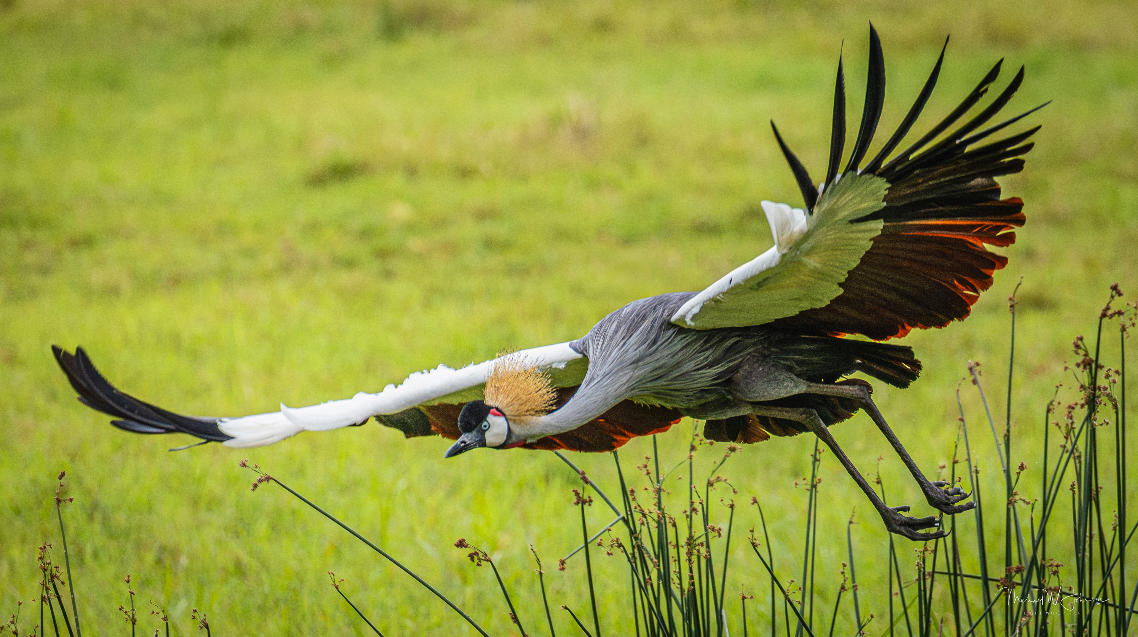 Gray-crowned Crane