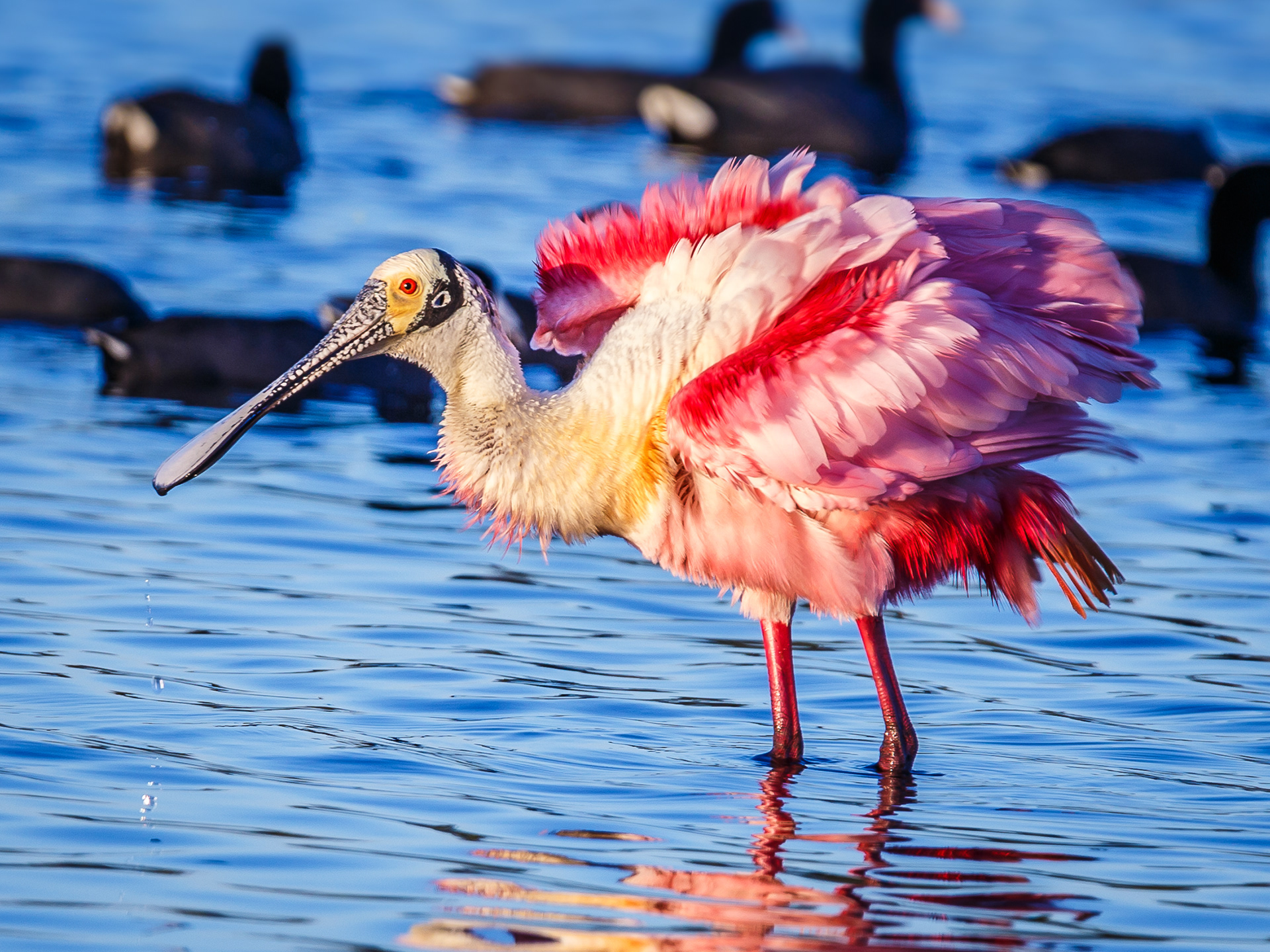 Roseate Spoonbill
