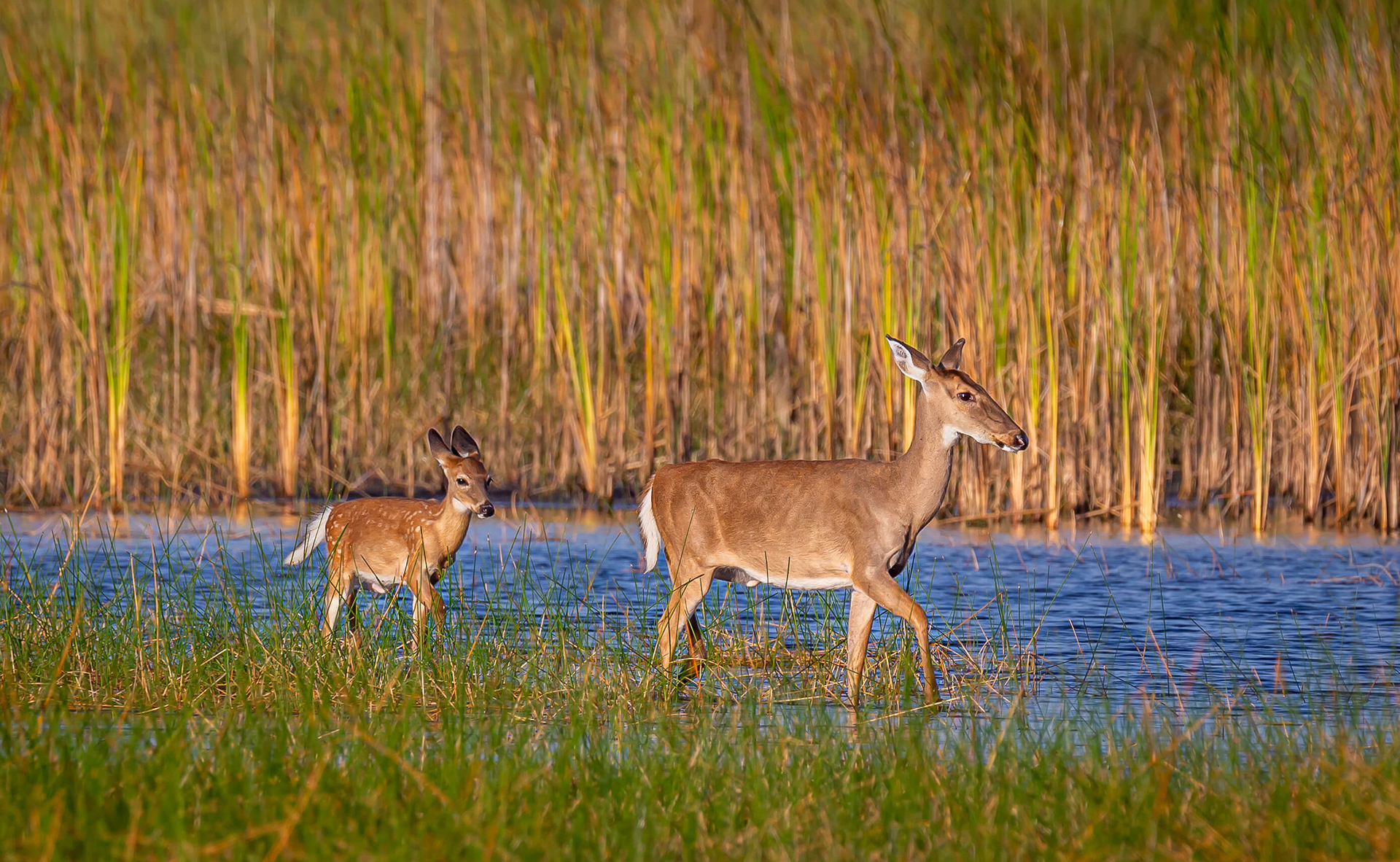White-tailed Deer