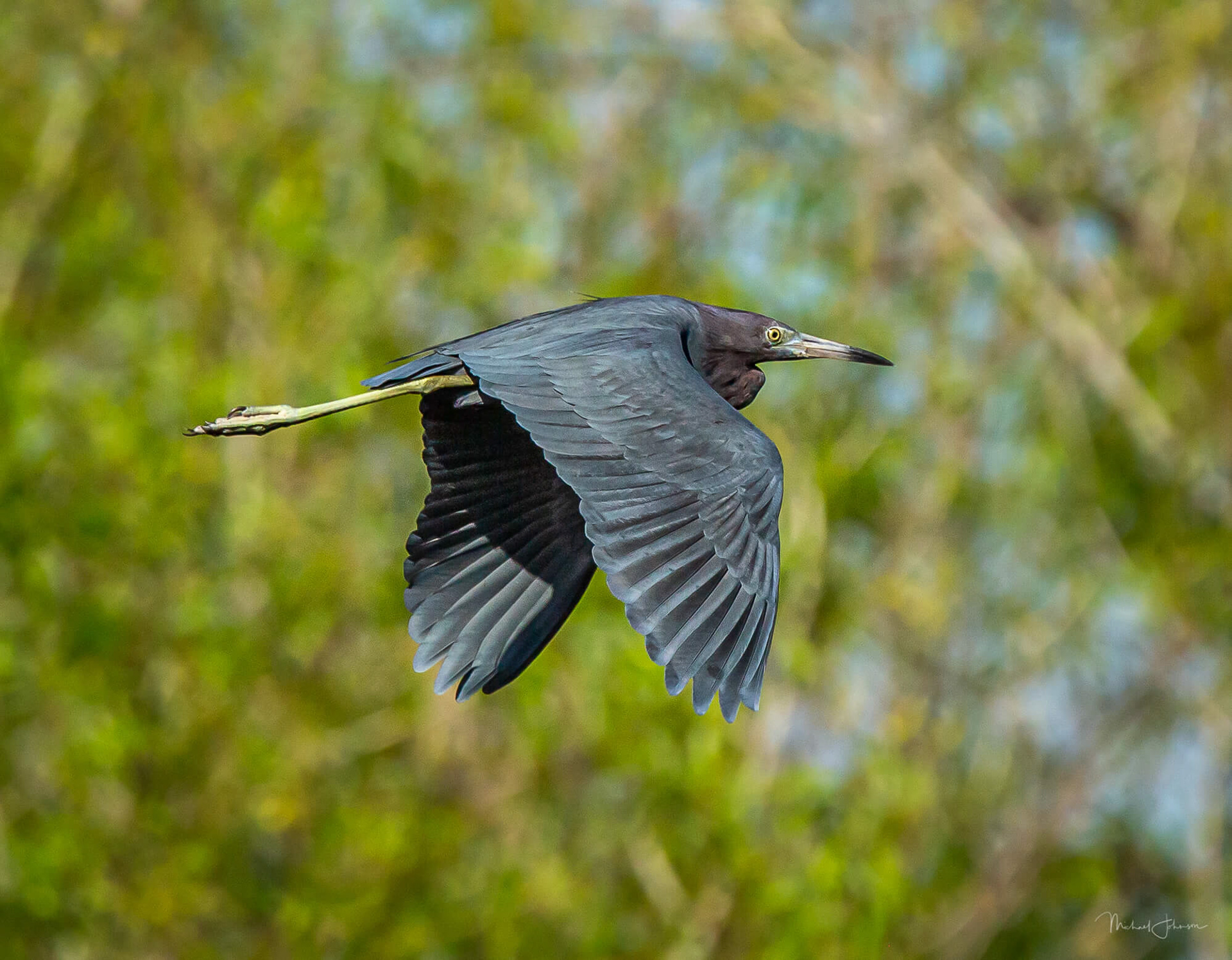 Little Blue Heron