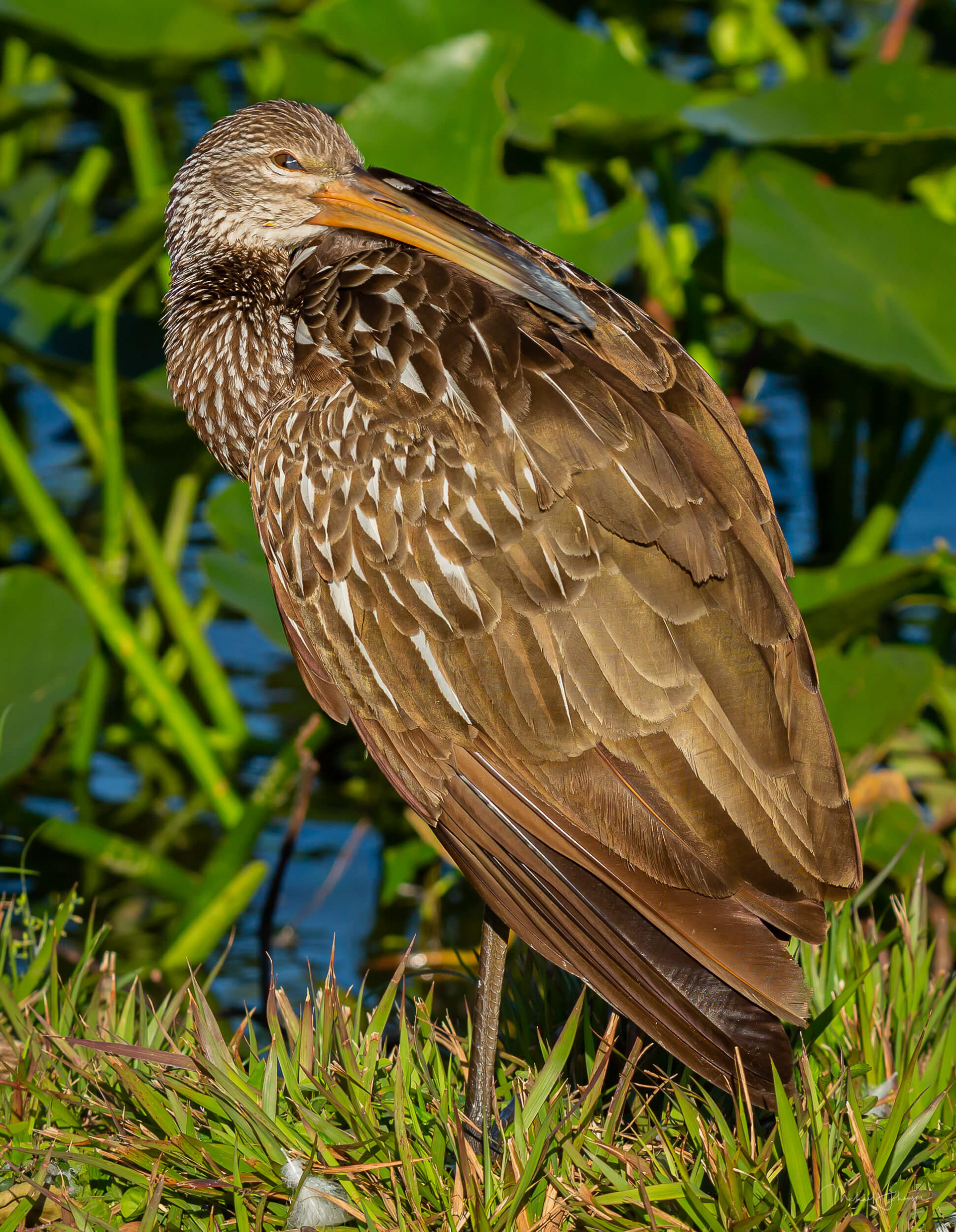 Limpkin