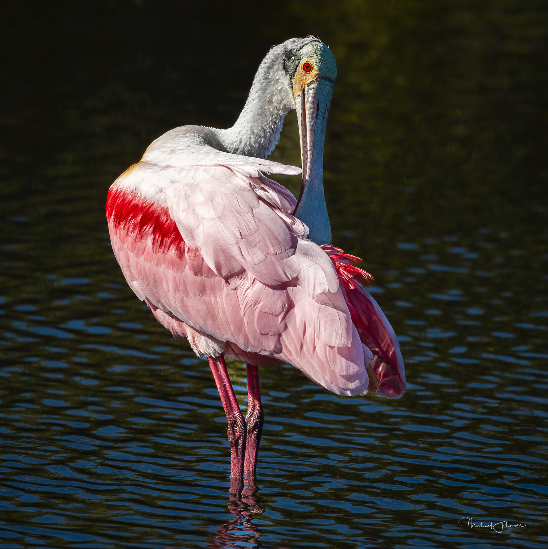 Roseate Spoonbill