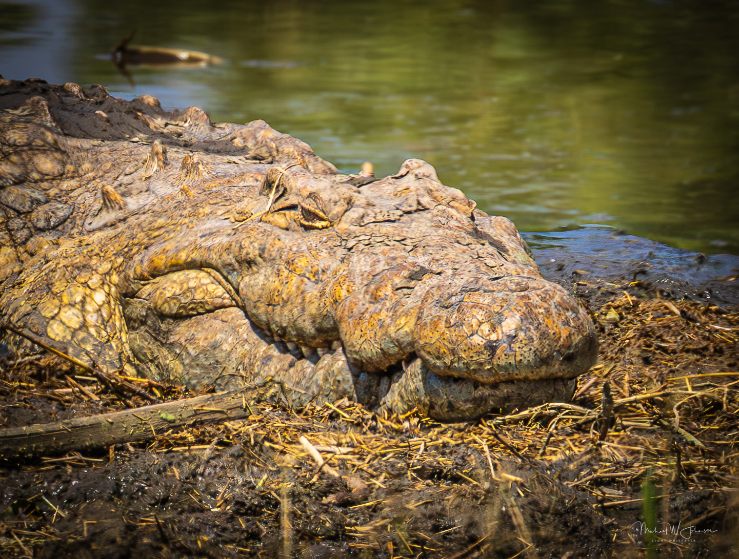 Nile Crocodile
