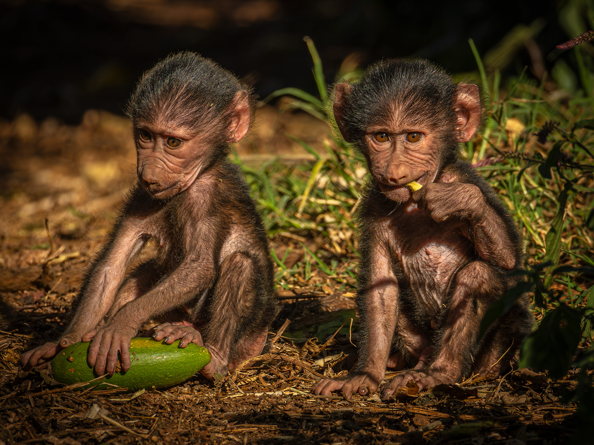 Baby Baboons
