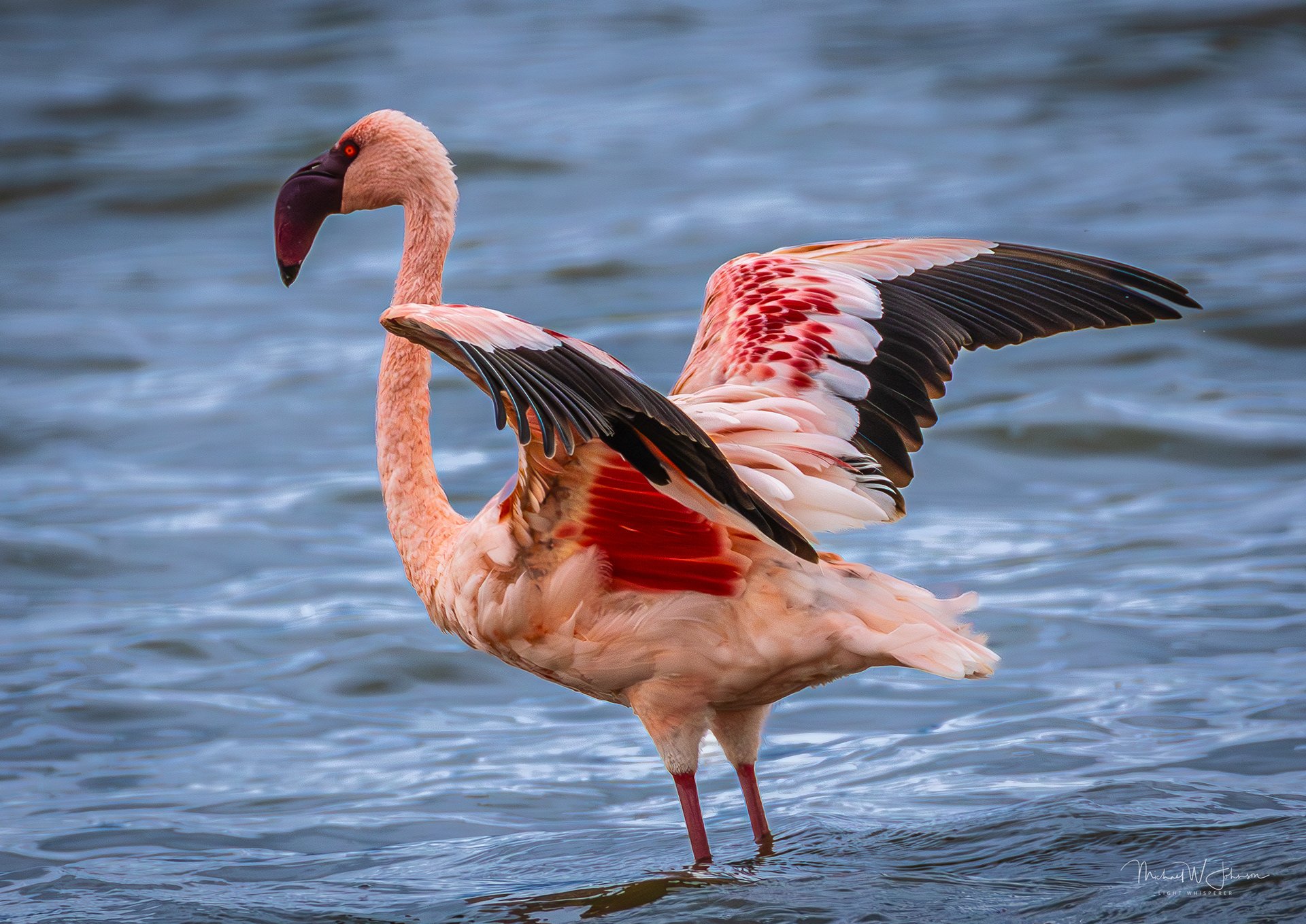 Lesser Flamingo