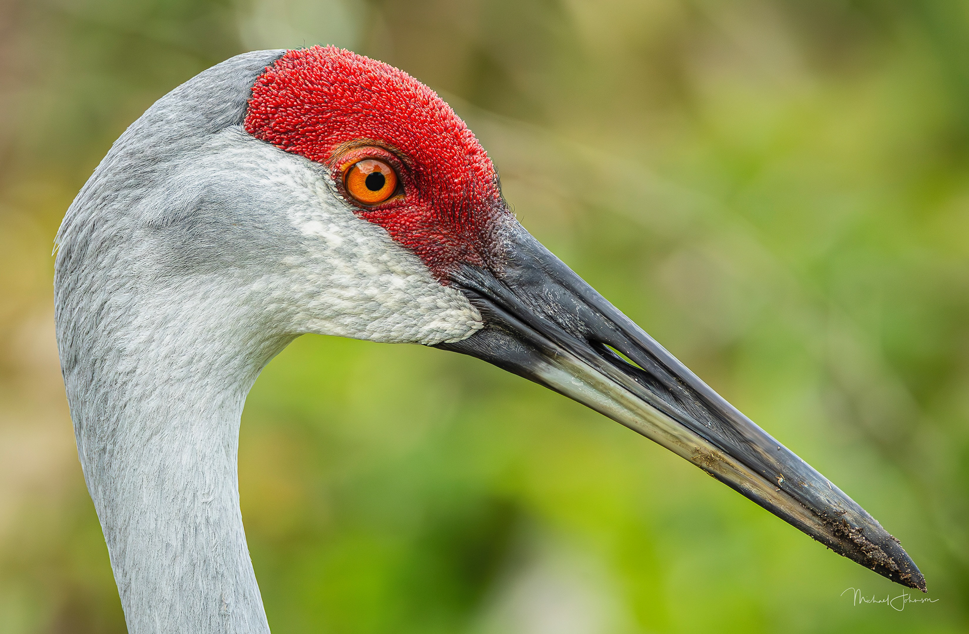 Sandhill Crane
