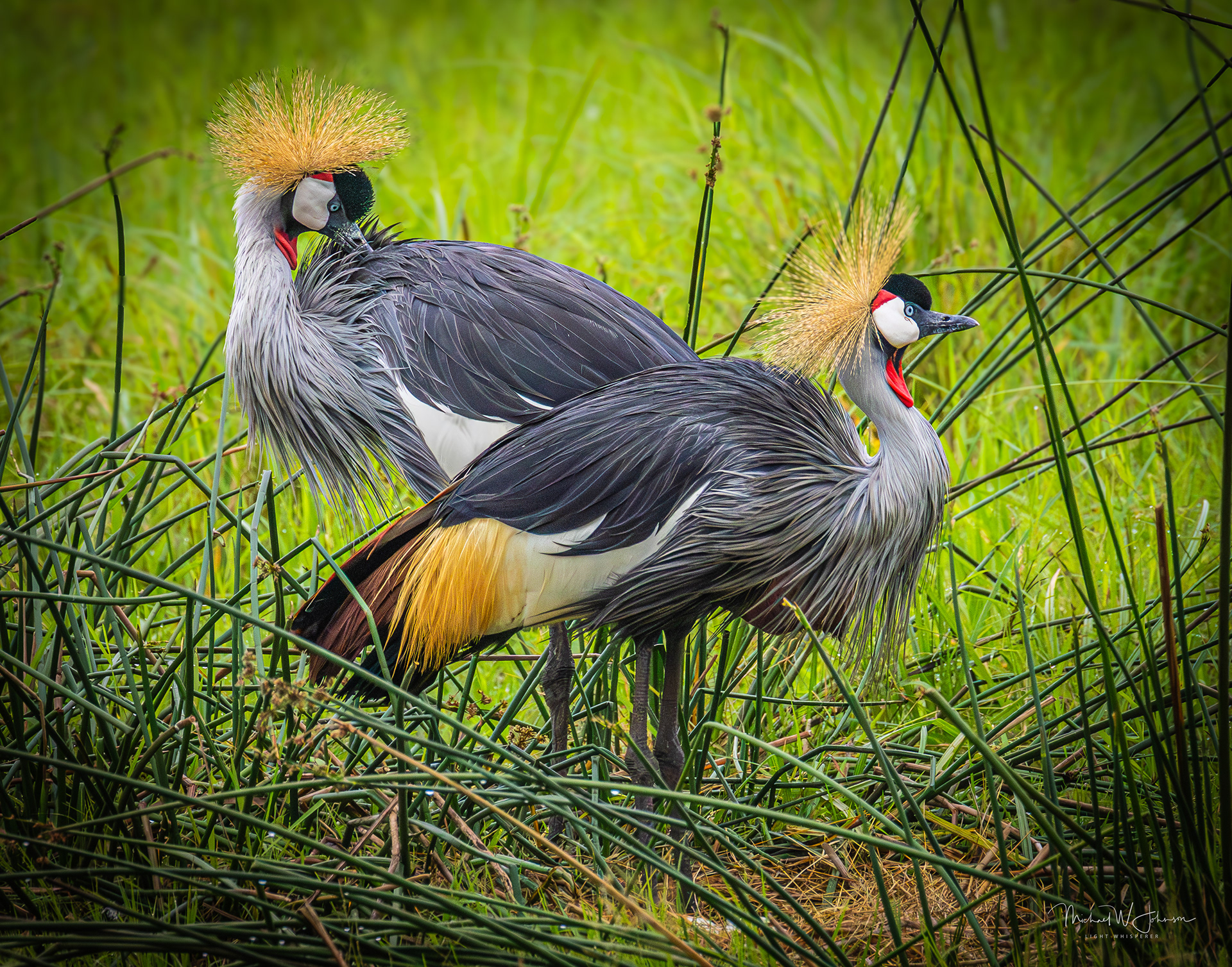 Gray-crowned Crane