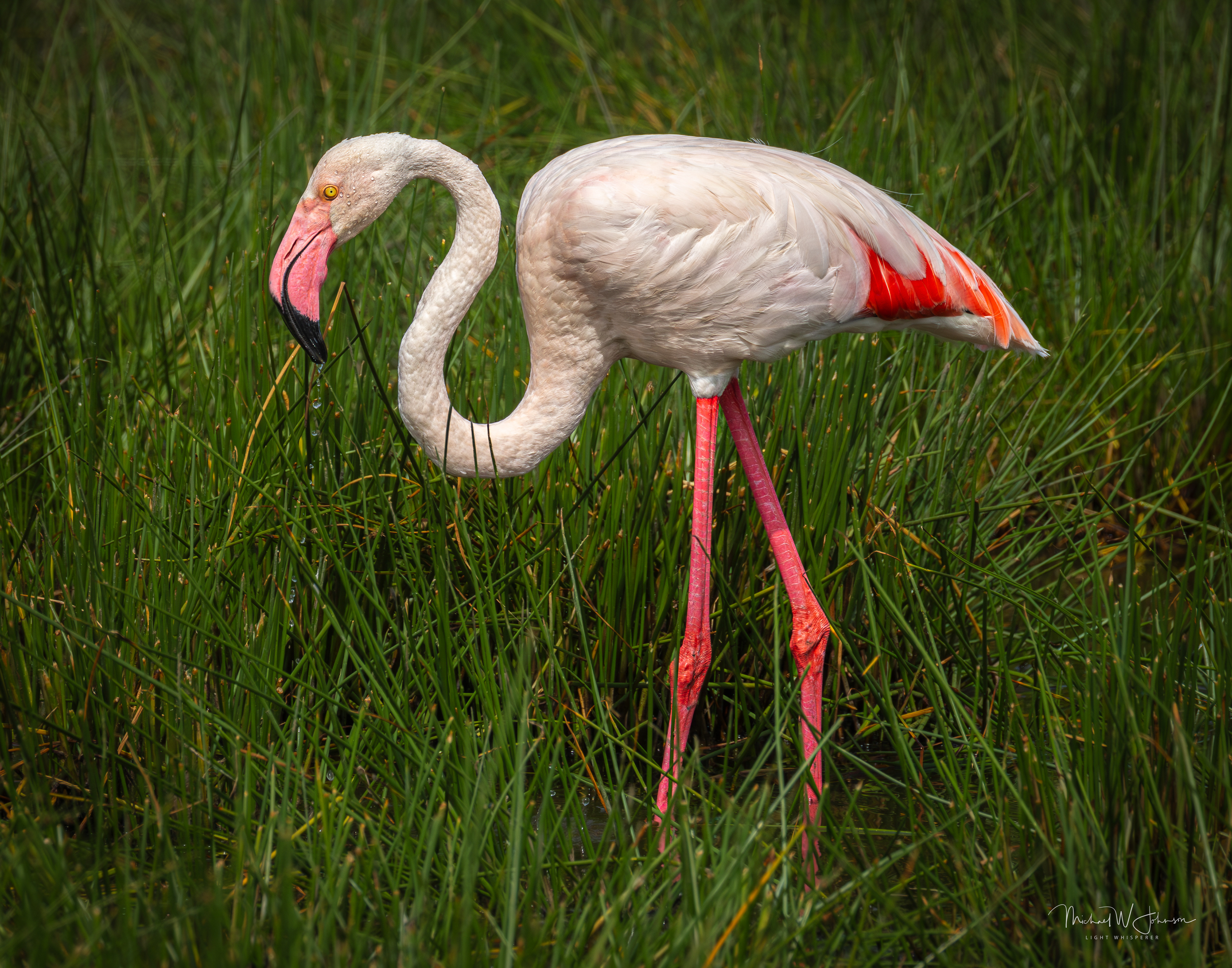 Greater Flamingo