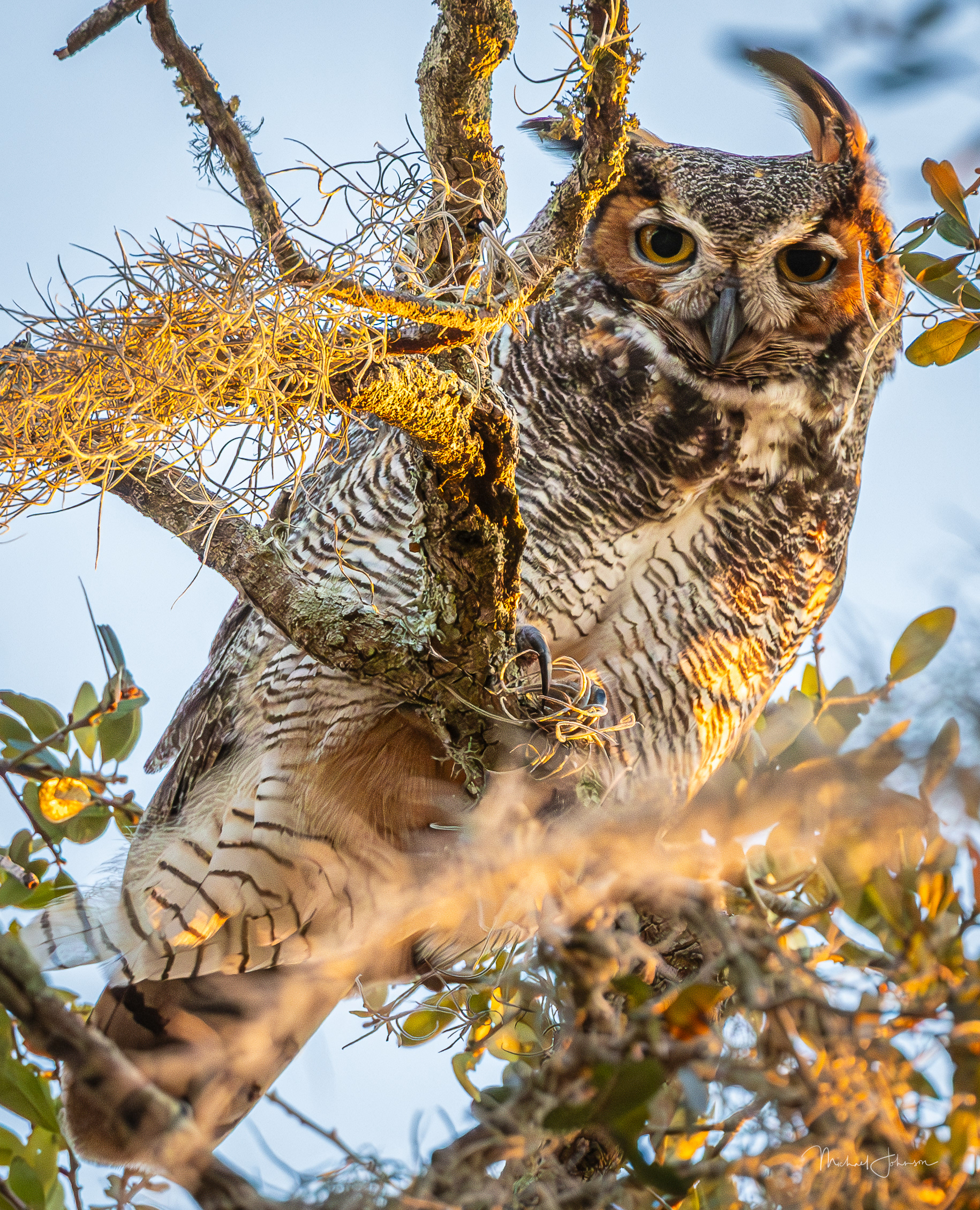 Great Horned Owl