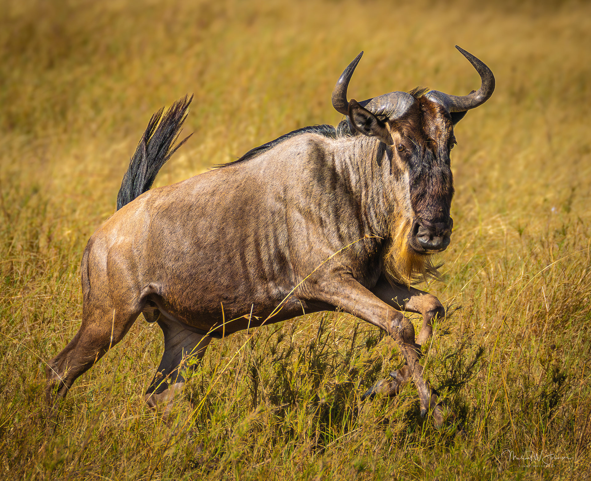 Wildebeest