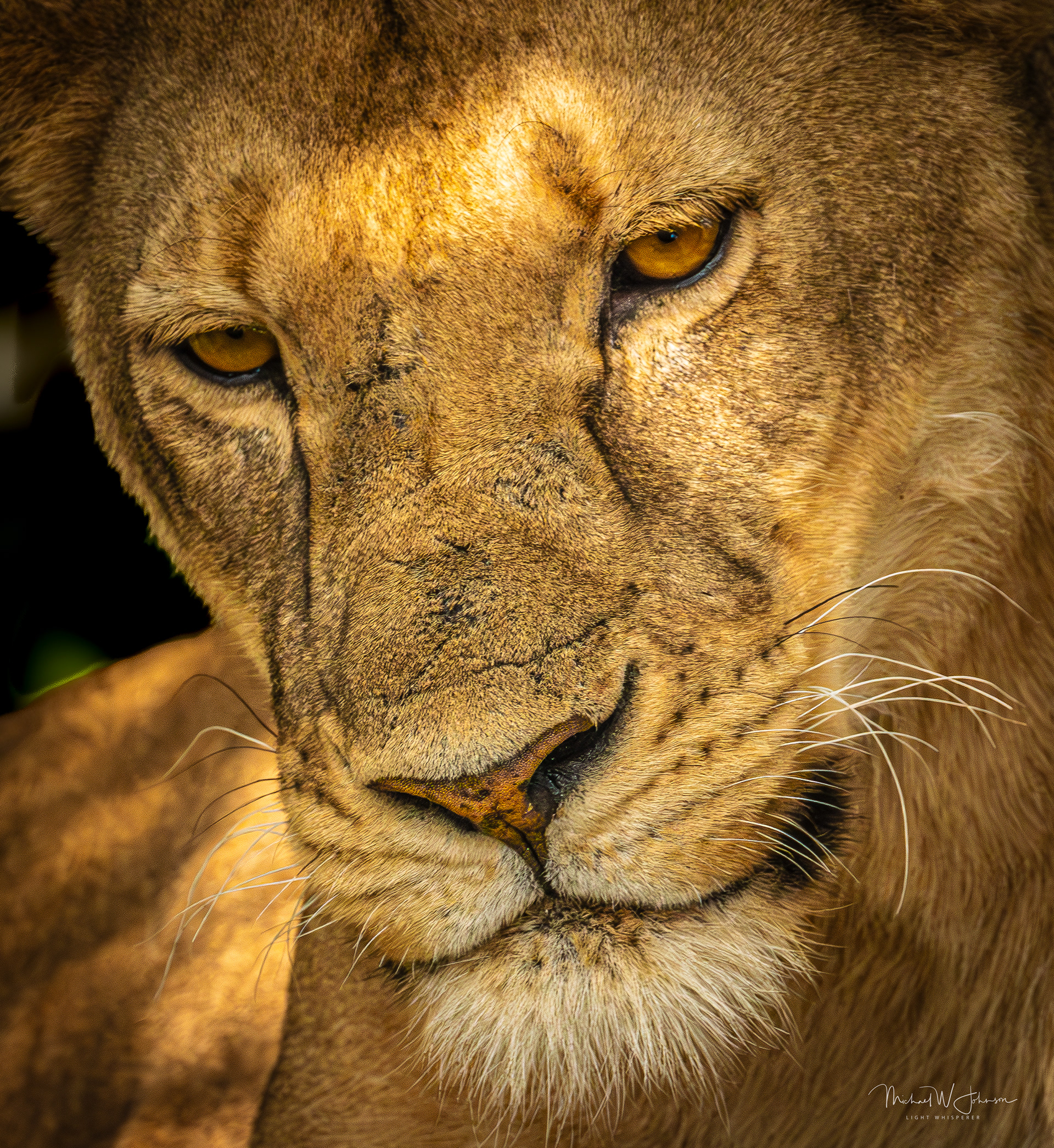 Lioness