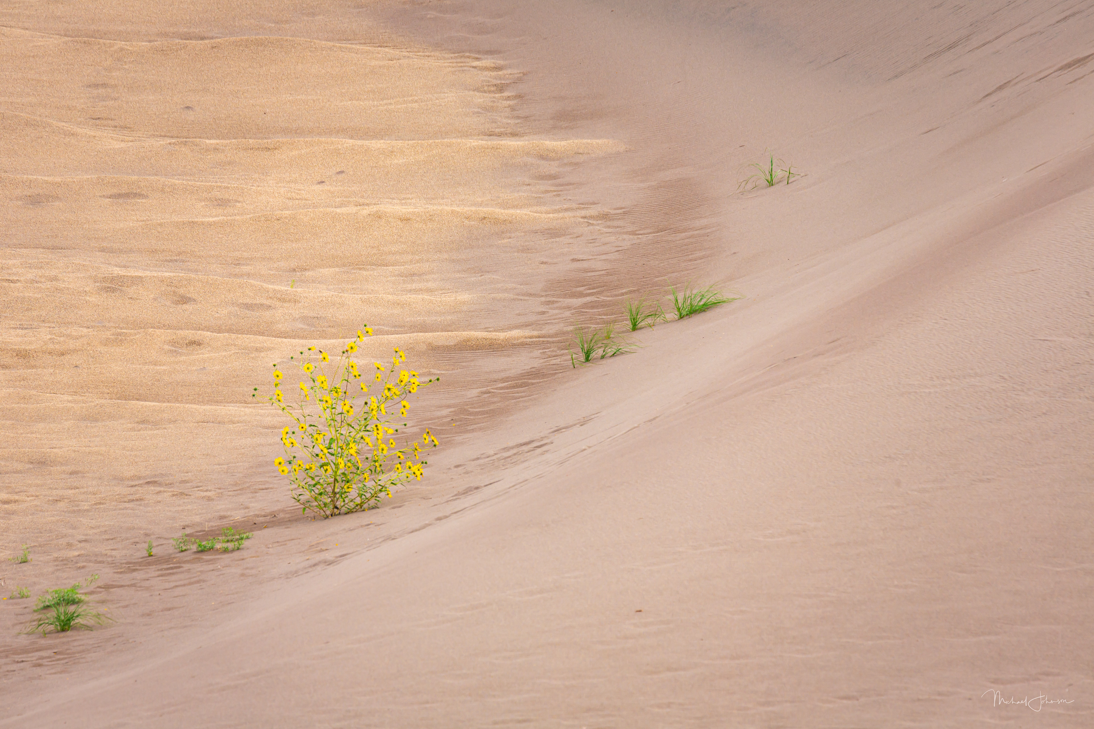 Sunflower Plant on the Dunes