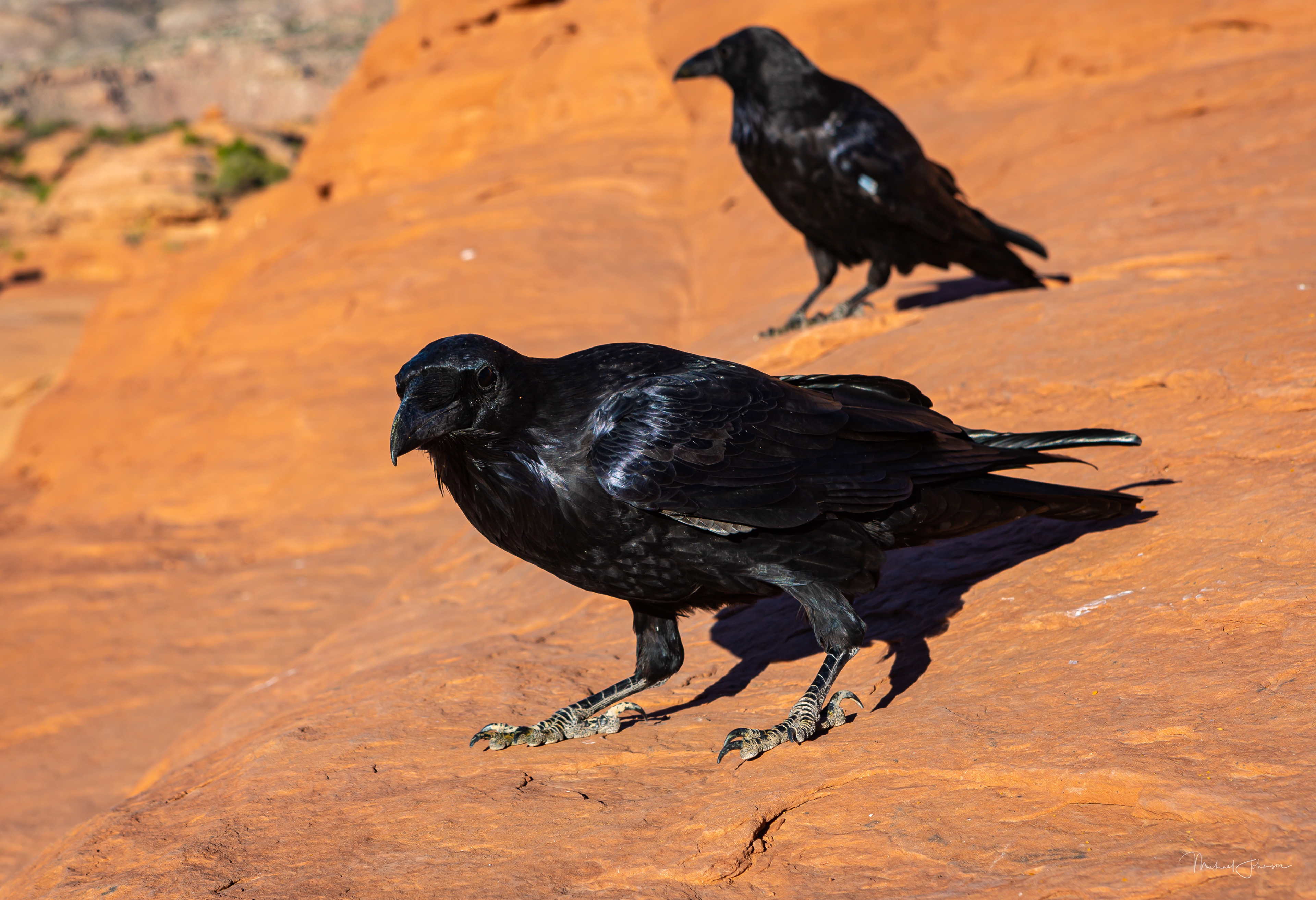 Arches National Park - Delicate Arch - Ravens