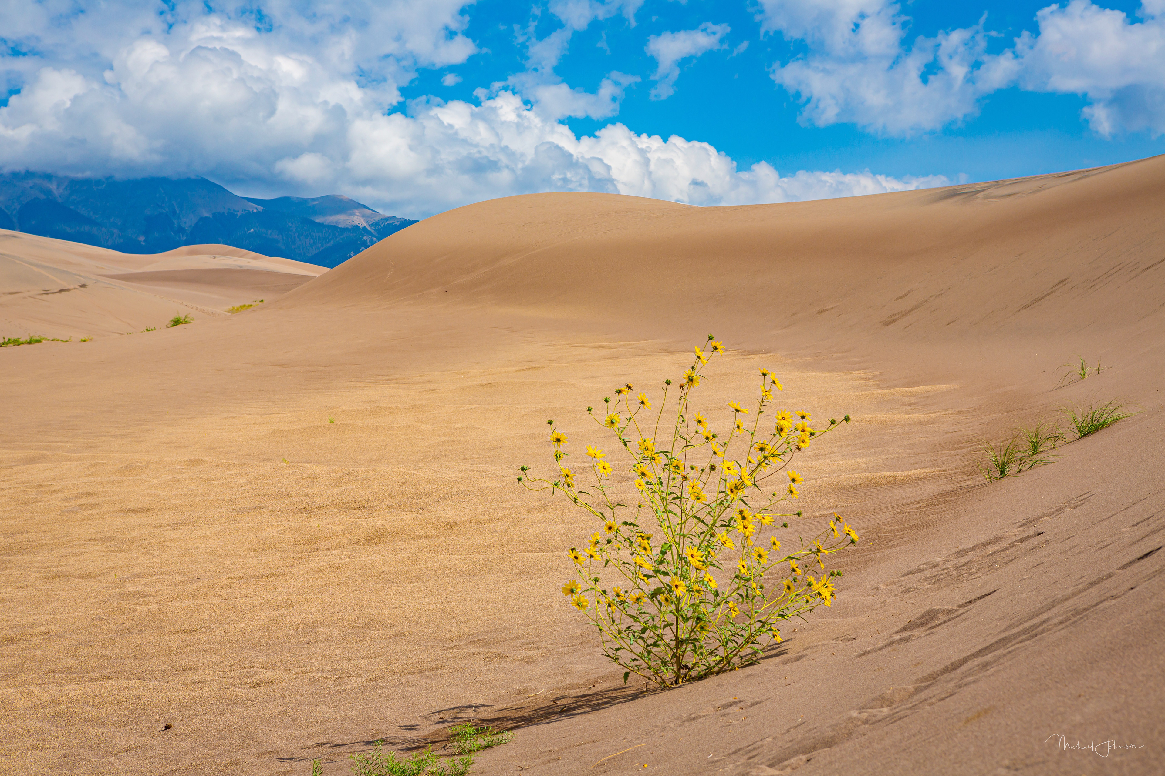 Sunflower Plant on the Dunes